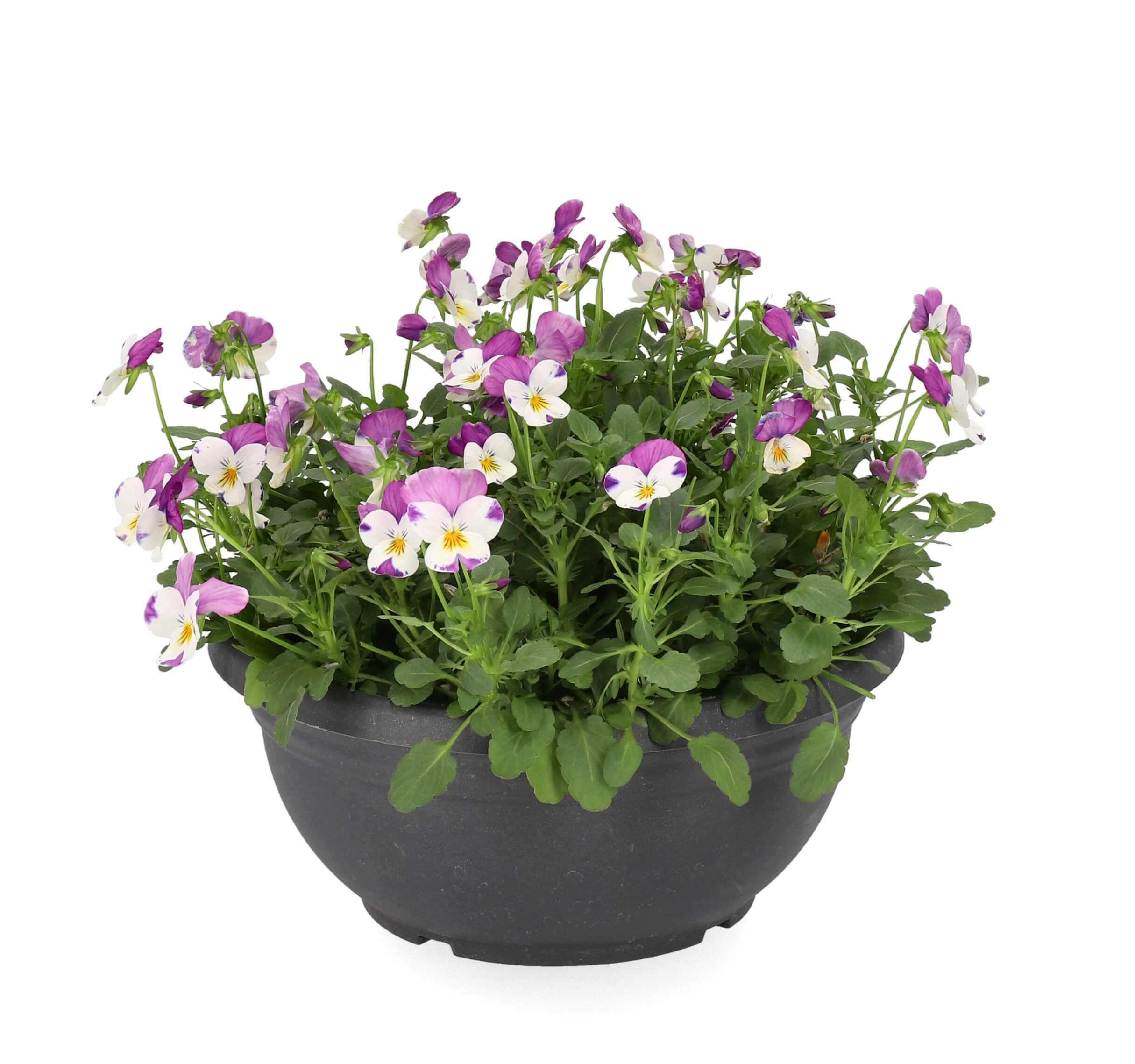 Stemorsblomst i skål