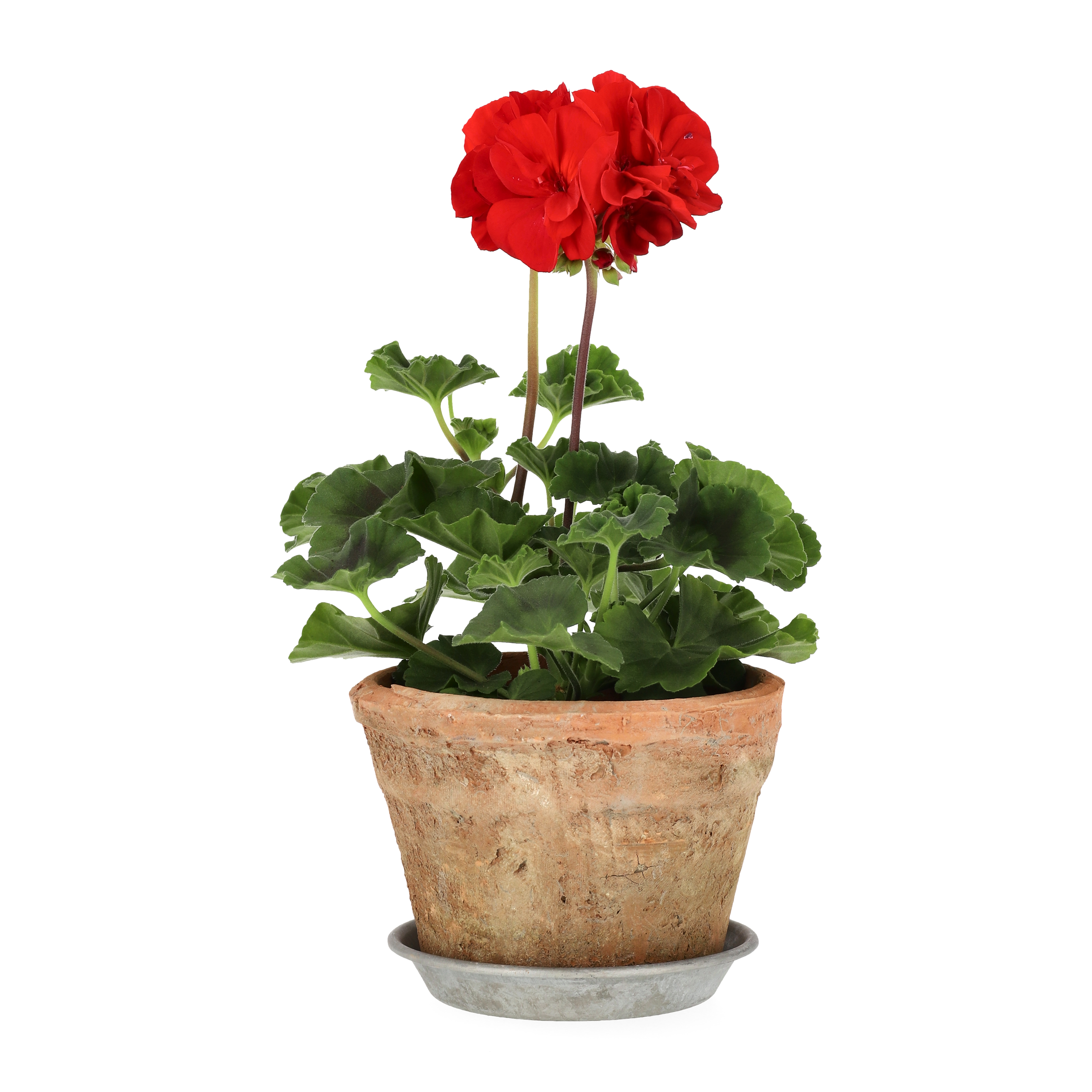 All Nature Zonalpelargon