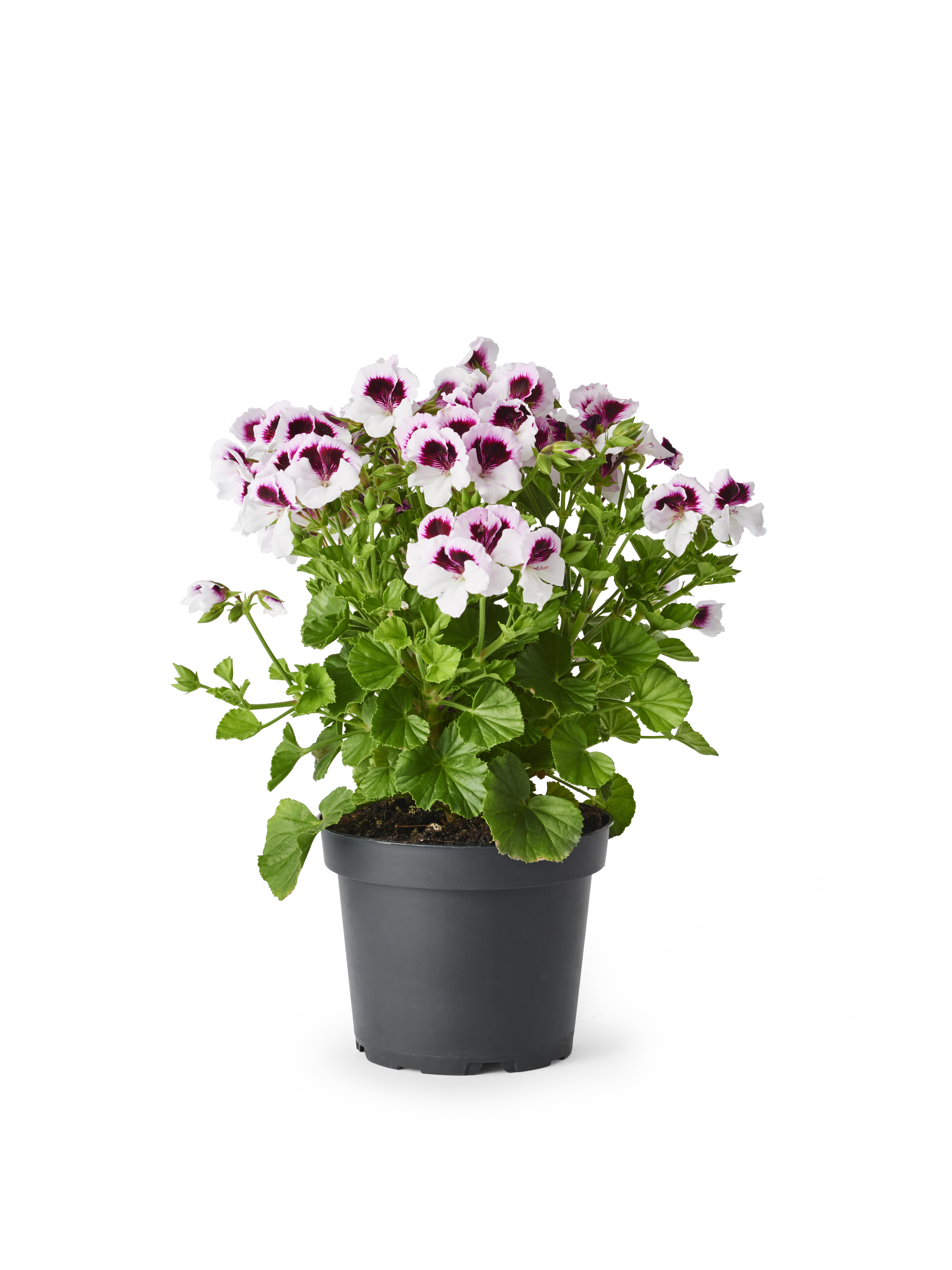 Änglapelargon 'Mosquitaway'