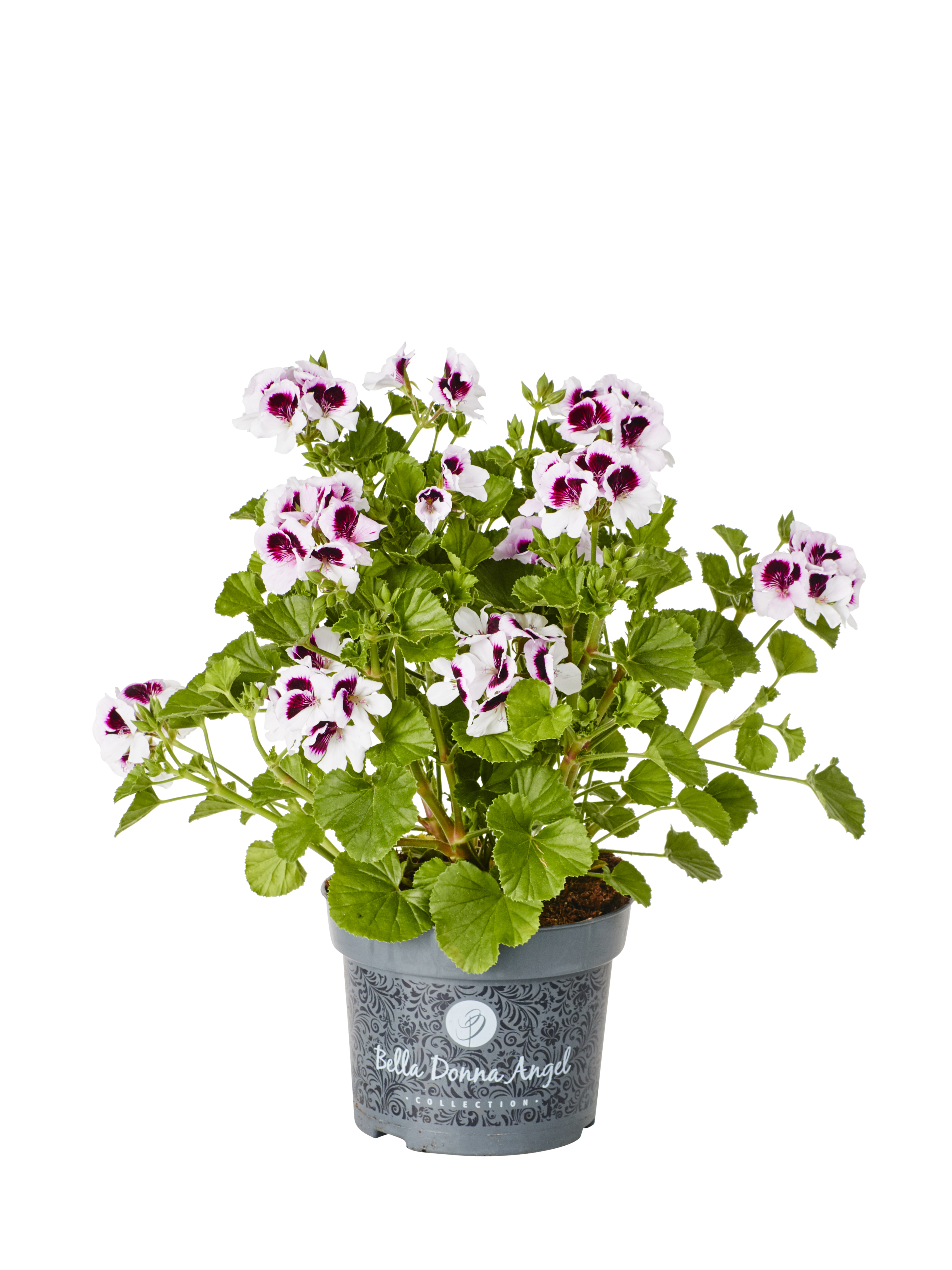 Änglapelargon 'Angeleyes'