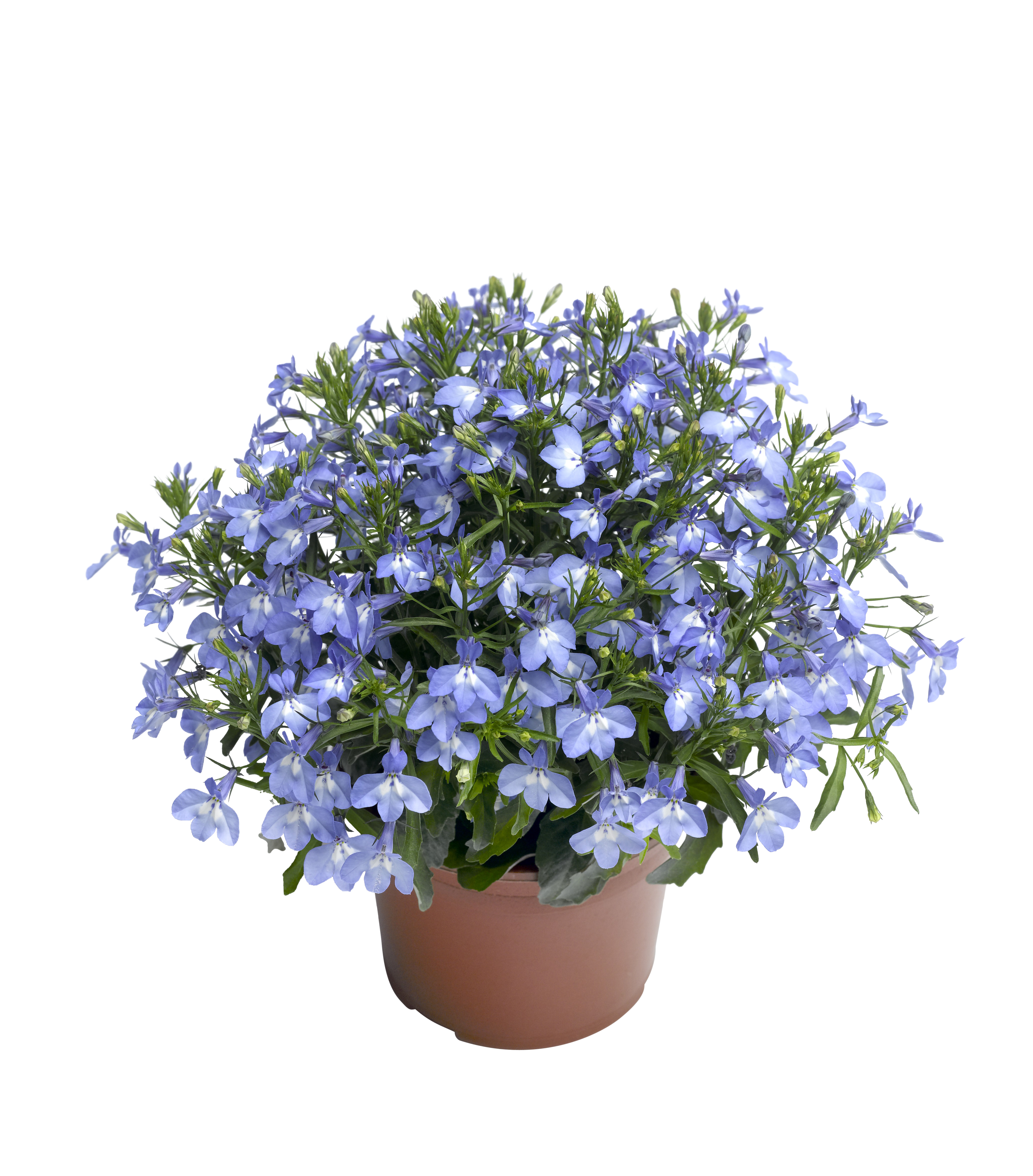 Hänglobelia 'Sky Blue'