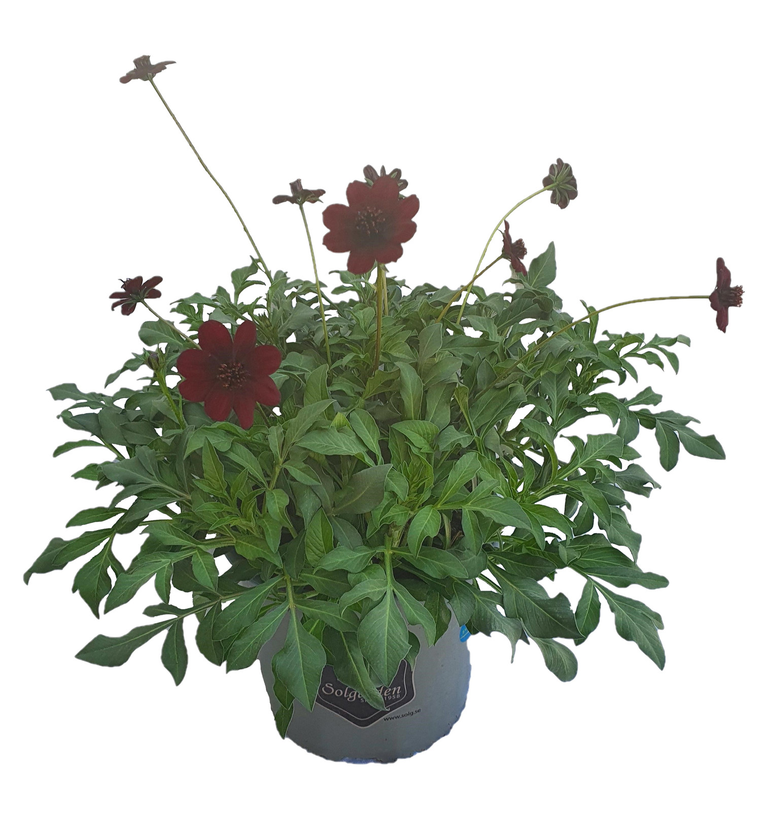 Sjokoladekosmos CHOCAMOCHA