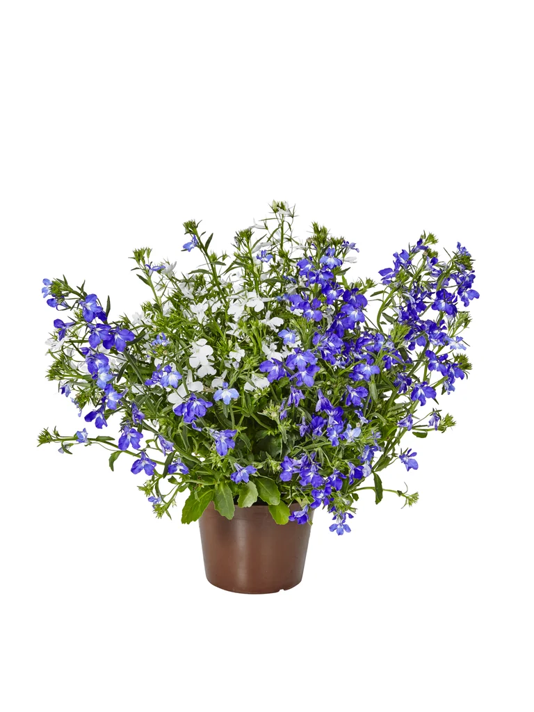 Hänglobelia