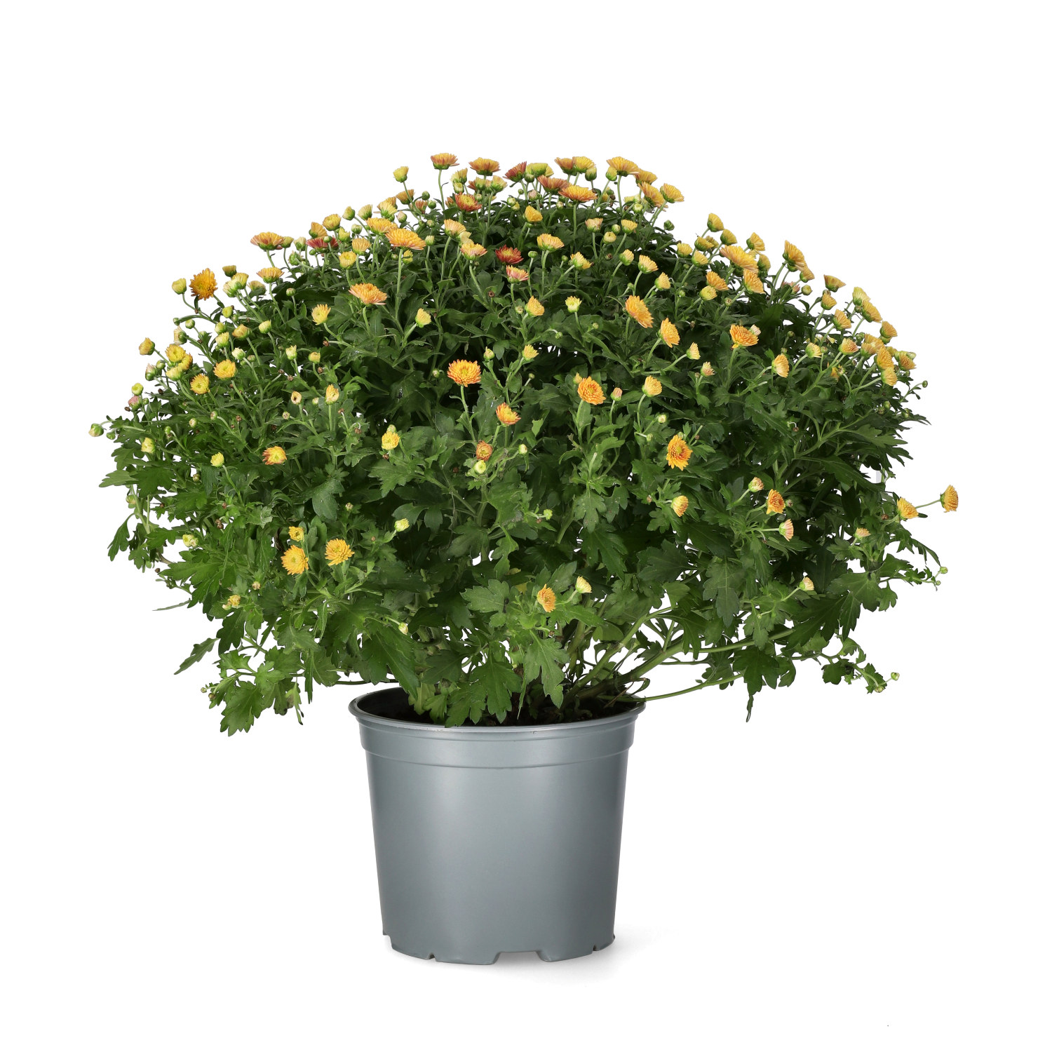 Krysantemum