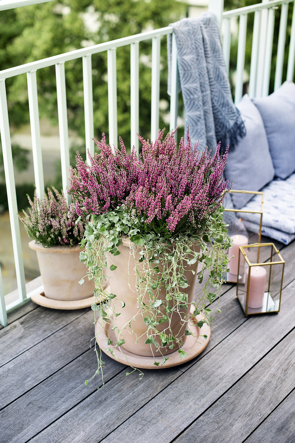 Silvernjurvinda 'Silver Falls'