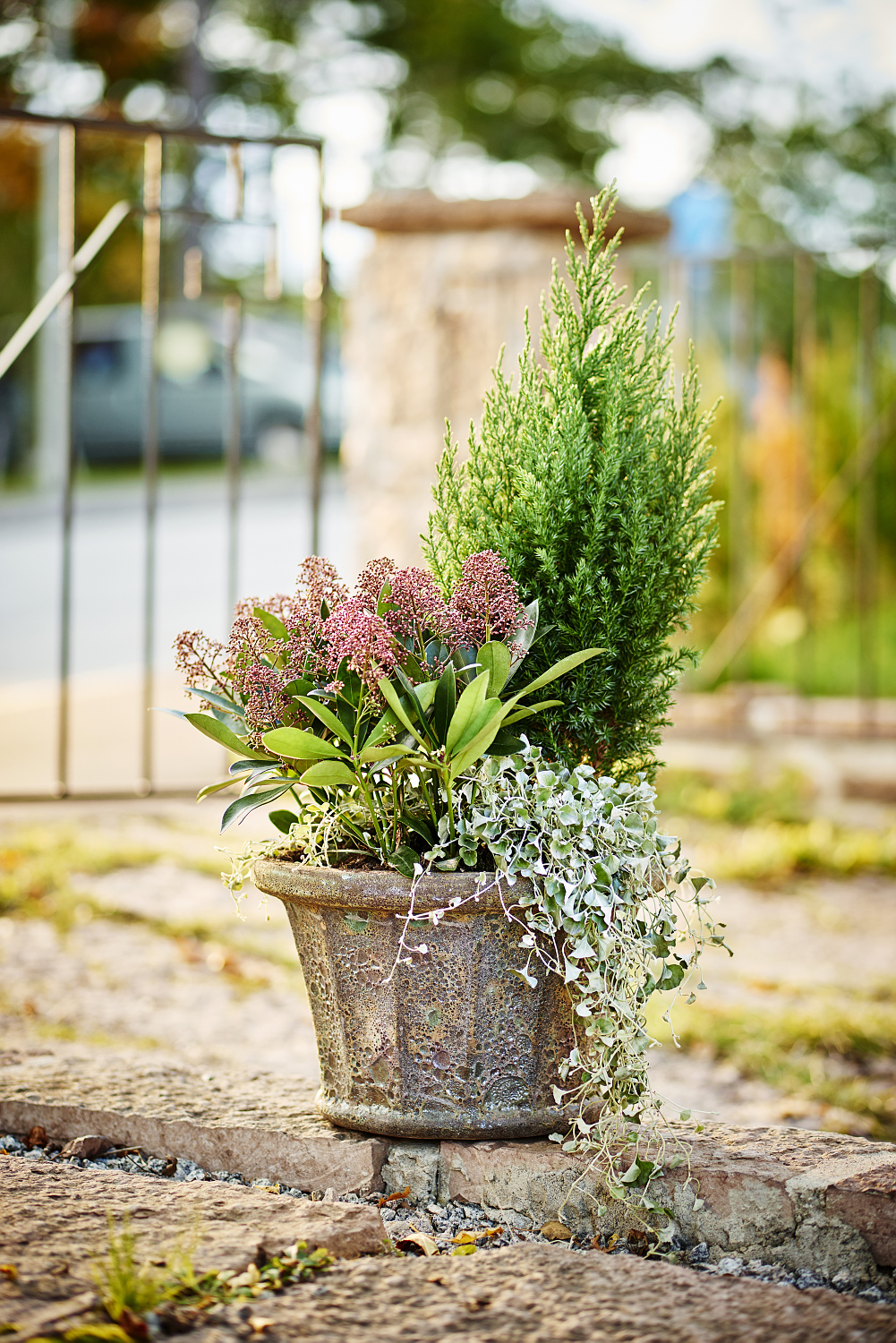 Silvernjurvinda 'Silver Falls'