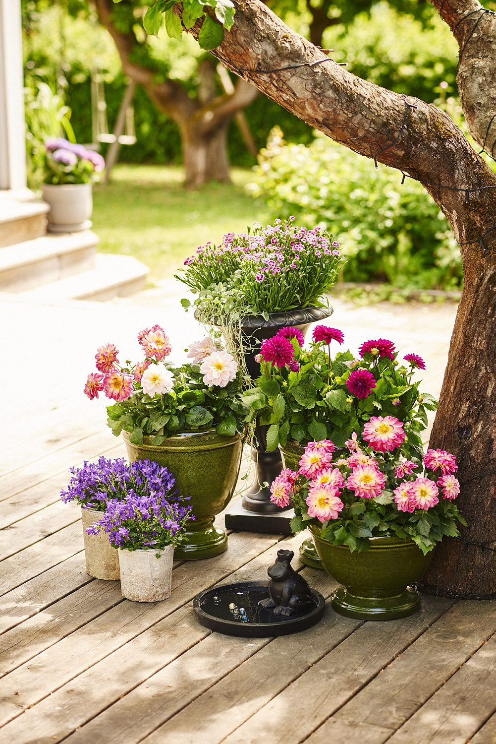 Silvernjurvinda 'Silver Falls'