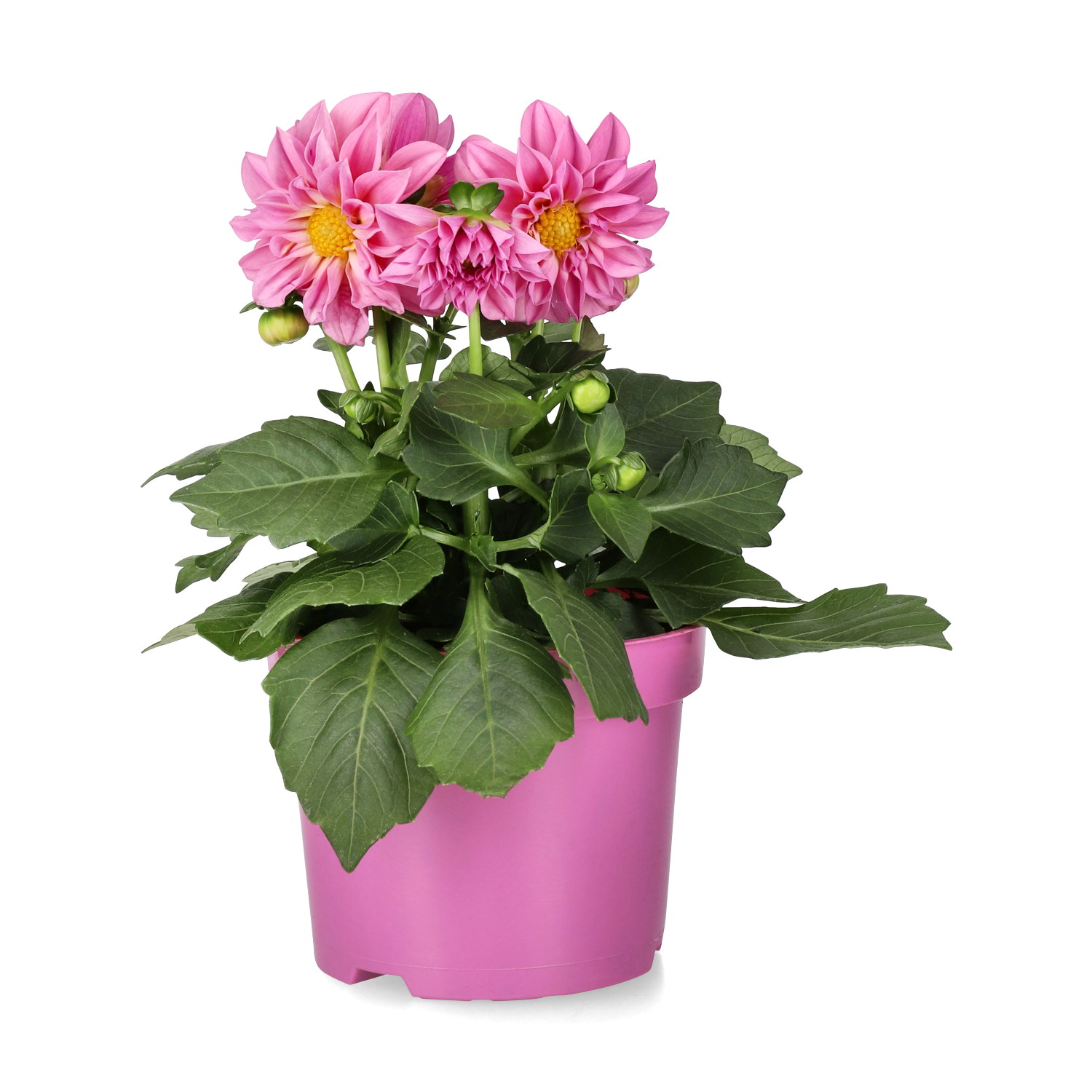 Dahlia fylldblommig