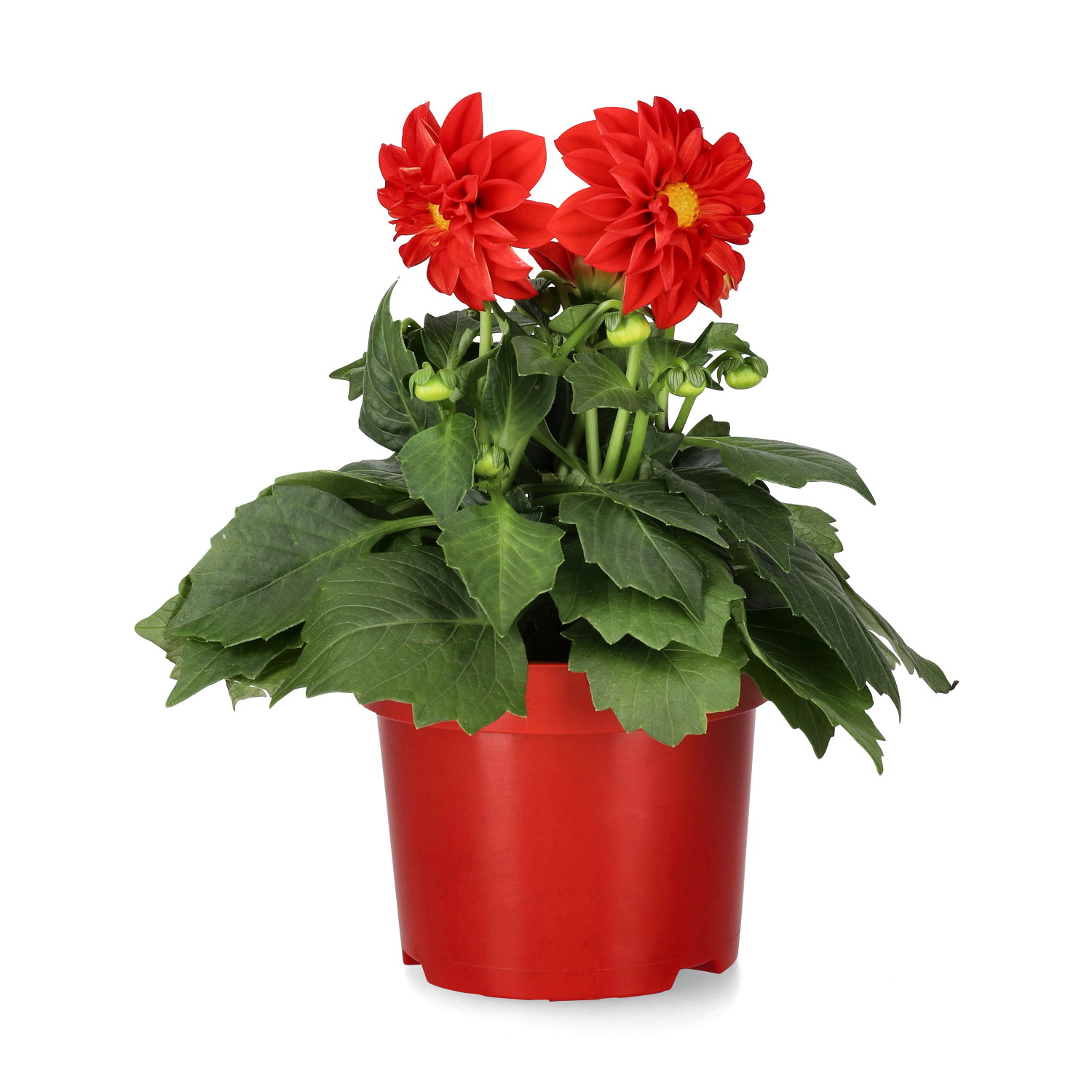 Dahlia fylldblommig