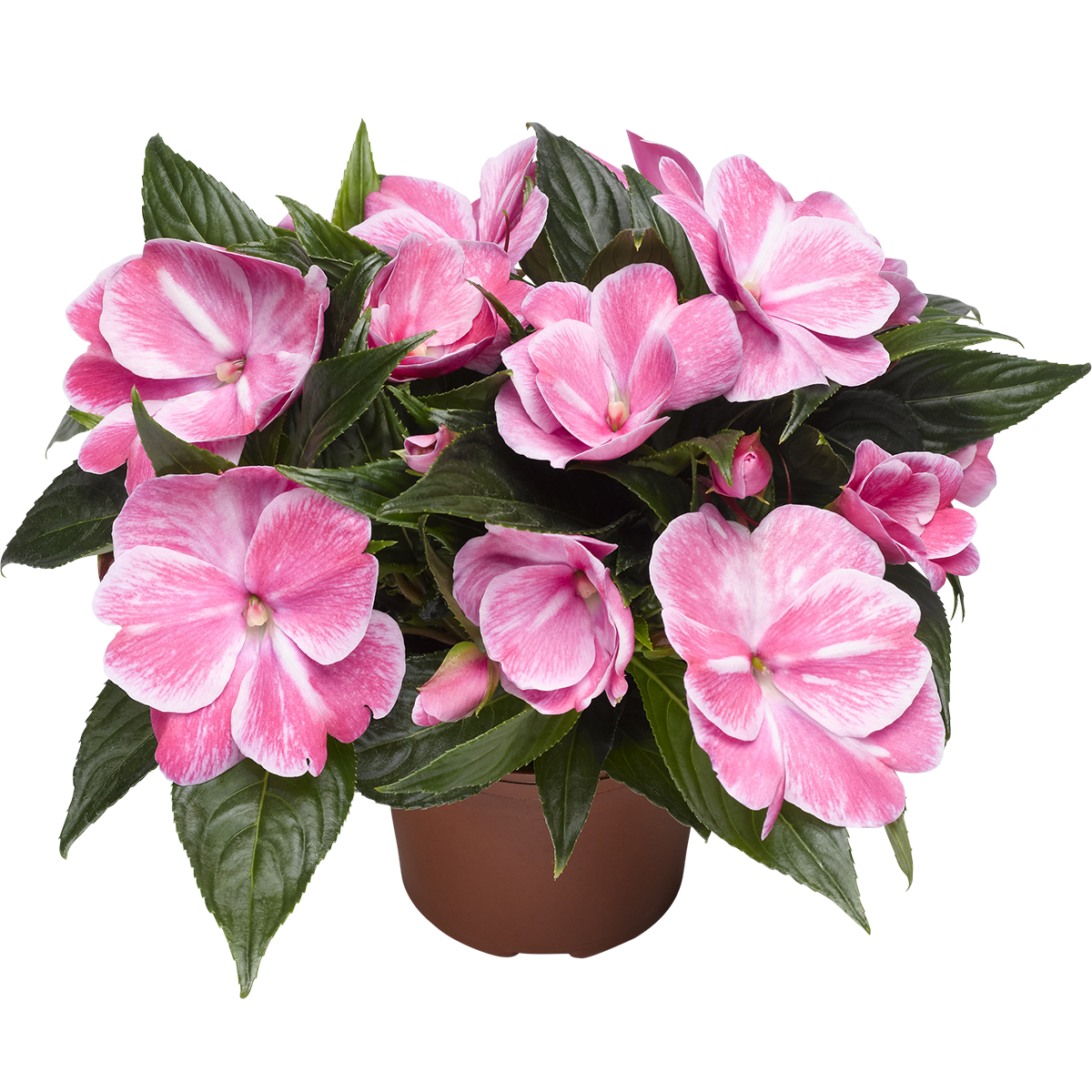 Lyckliga Lotta 'New Guinea'