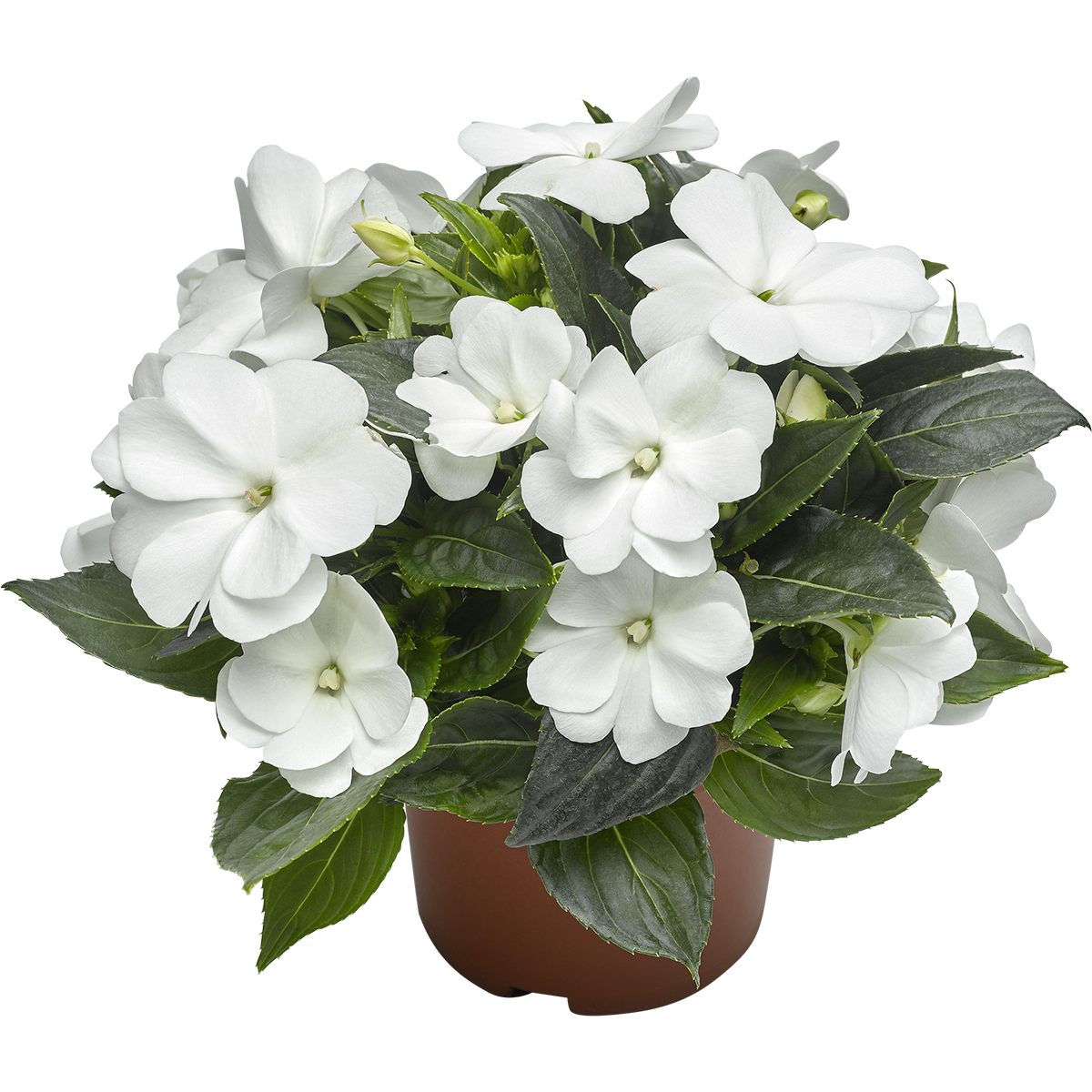 Impatiens N.G. White 12 cm