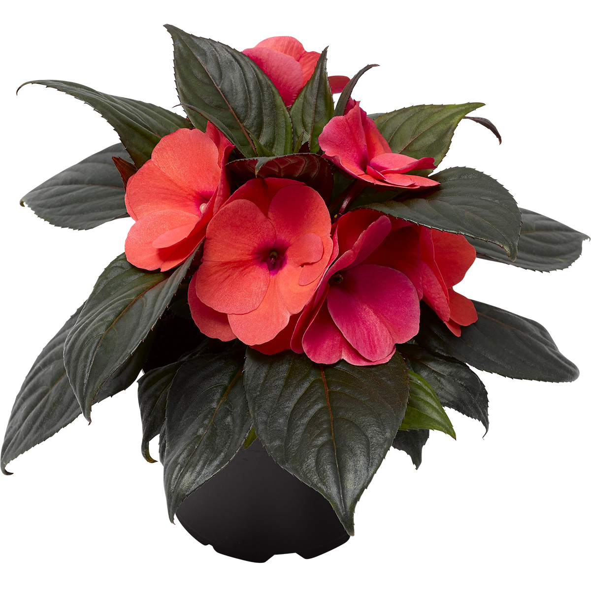 Lyckliga Lotta 'New Guinea'