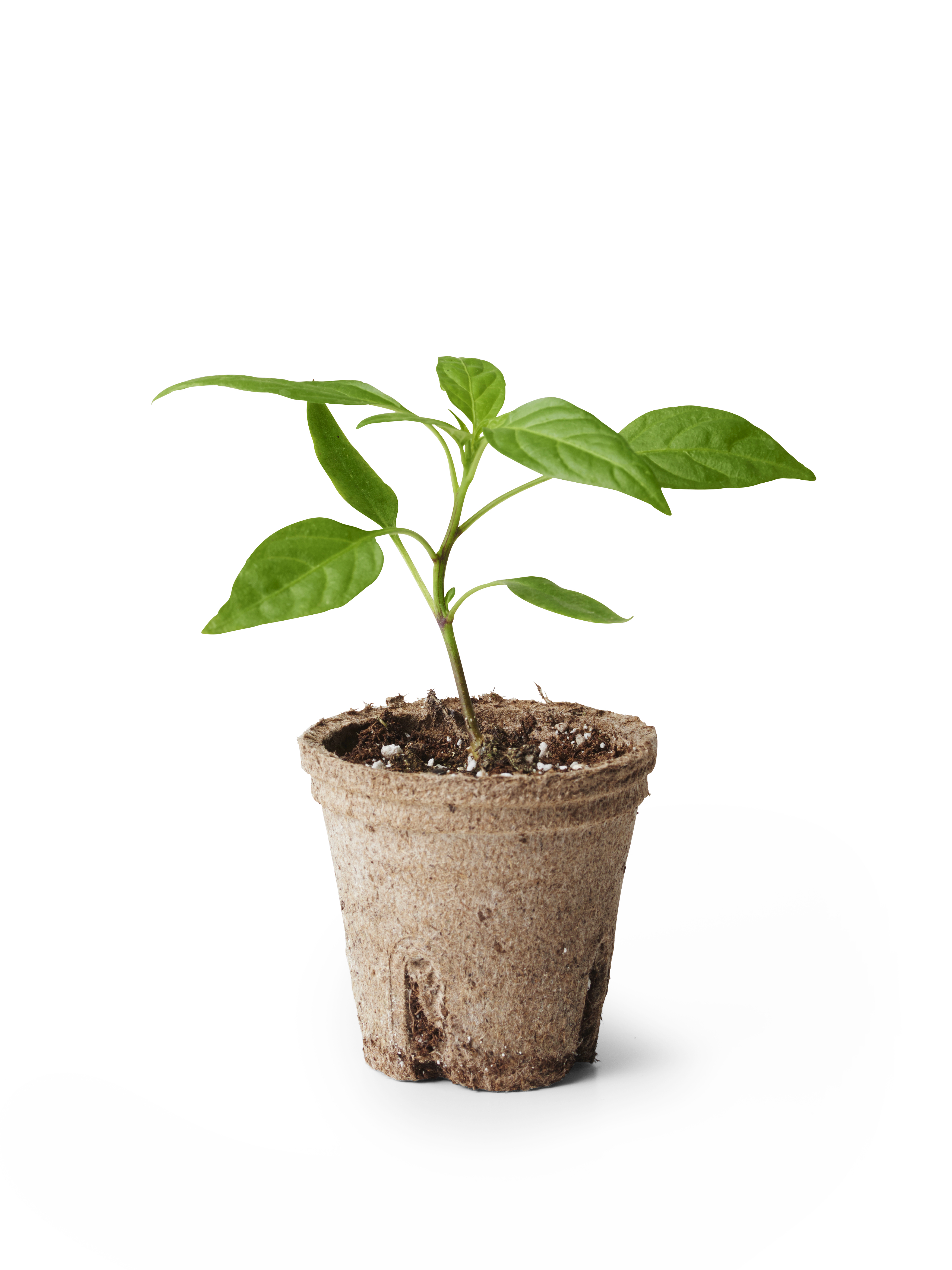 Capsicum Chili 'Apache' 6 cm