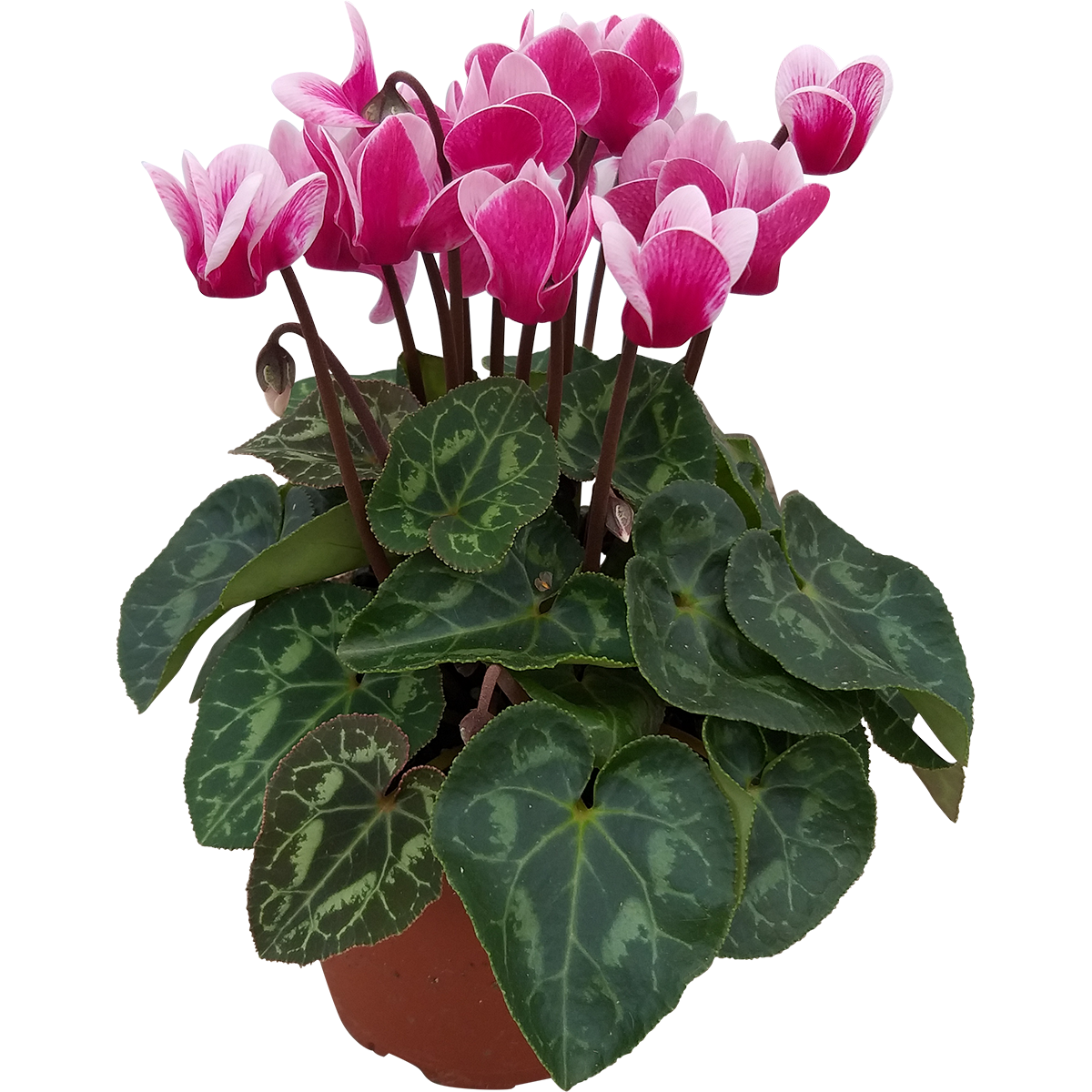 Cyclamen 'Goblet Shine Wine' Red 10,5 cm