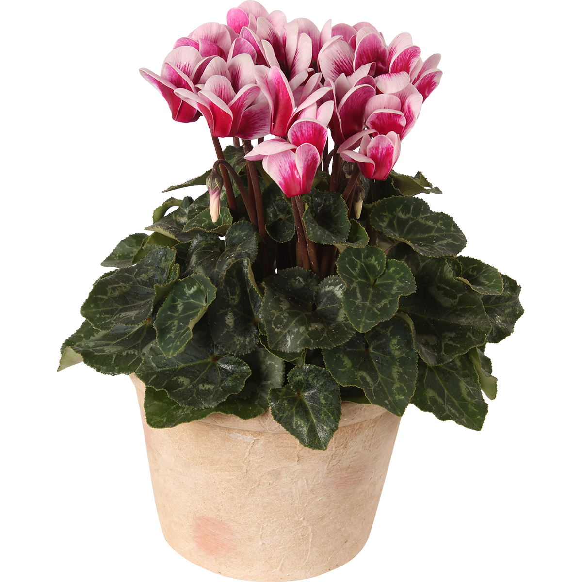 Cyclamen 'Goblet Shine Wine' Red 10,5 cm