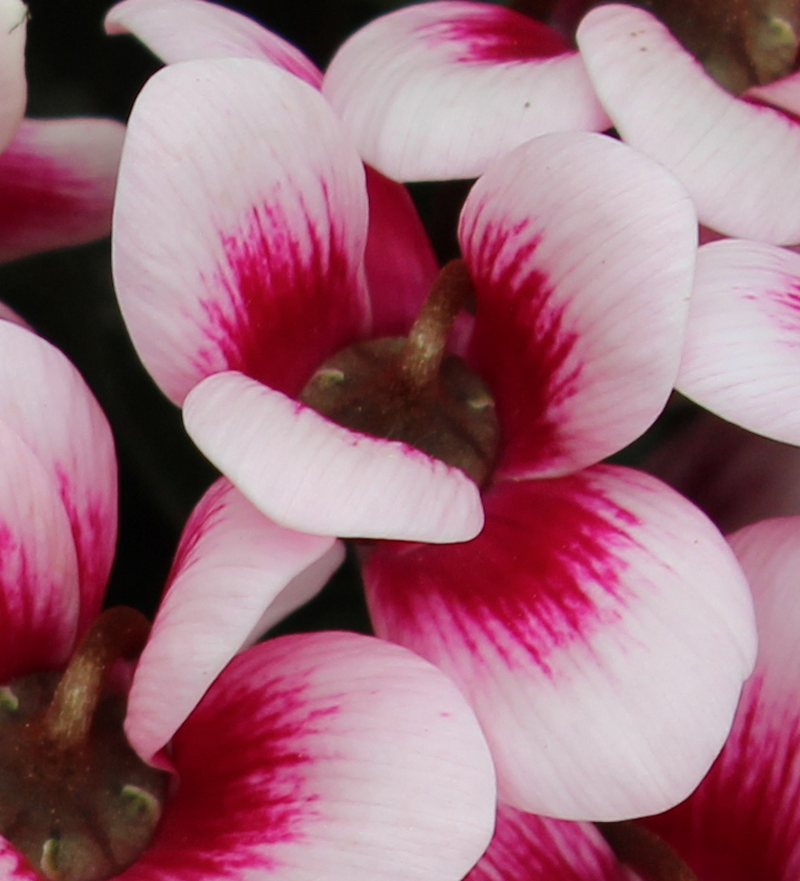 Cyclamen 'Goblet Shine Wine' Red 10,5 cm