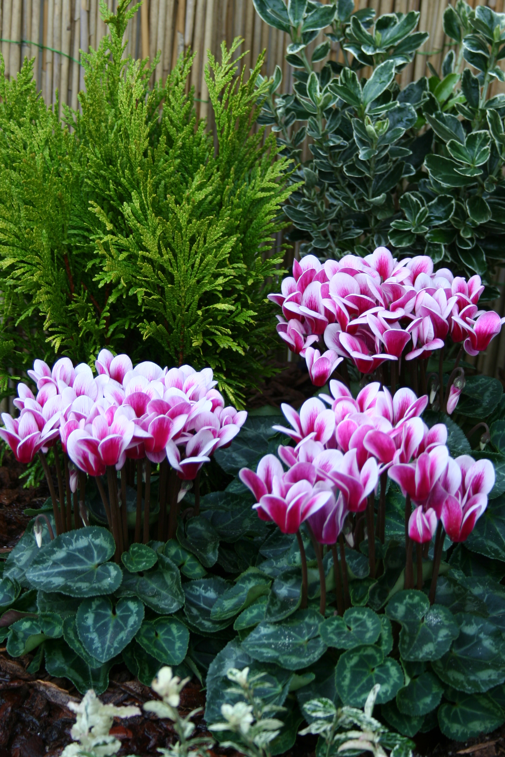Cyclamen 'Goblet Shine Wine' Red 10,5 cm