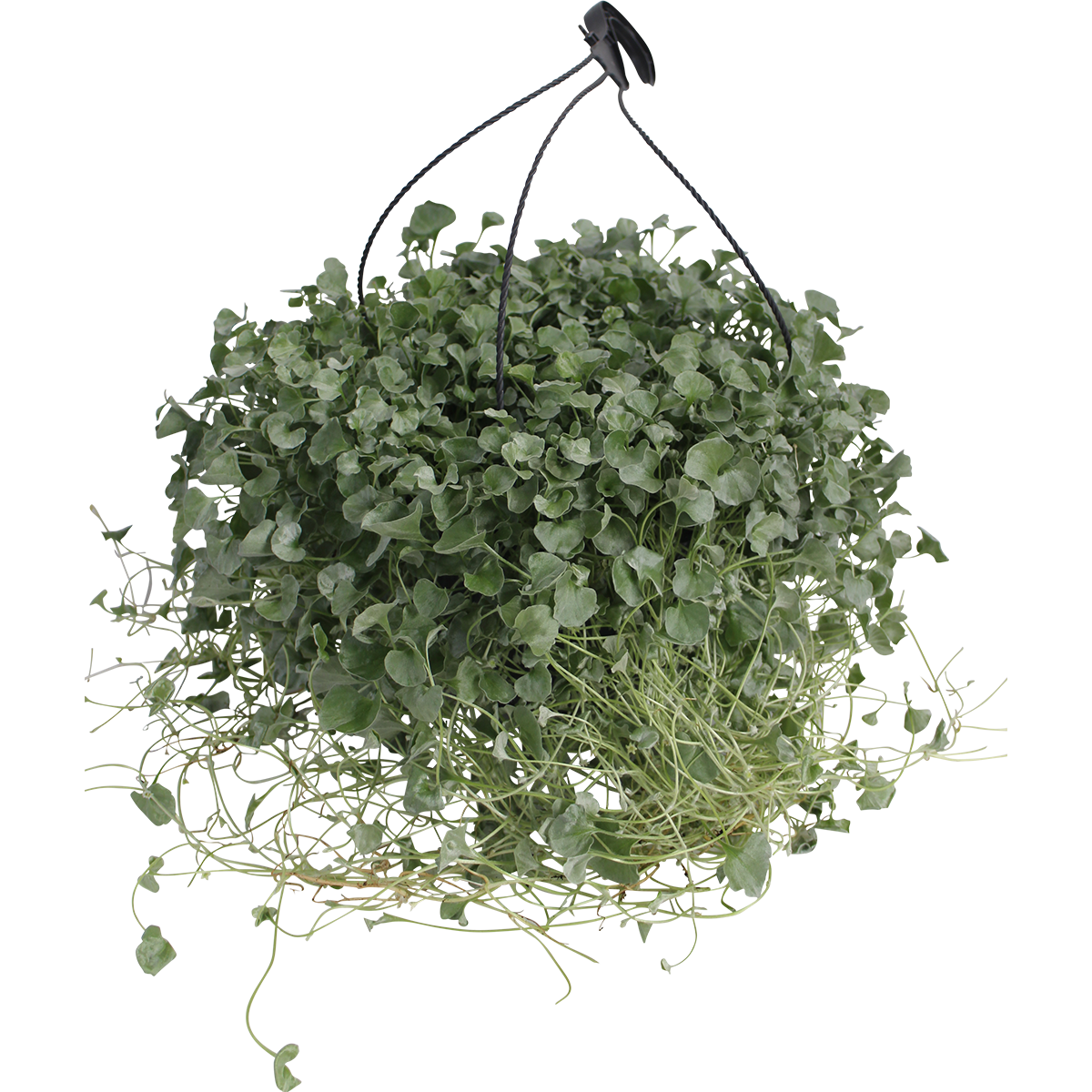 Dichondra 'Silverfall'  h. basket 25 cm