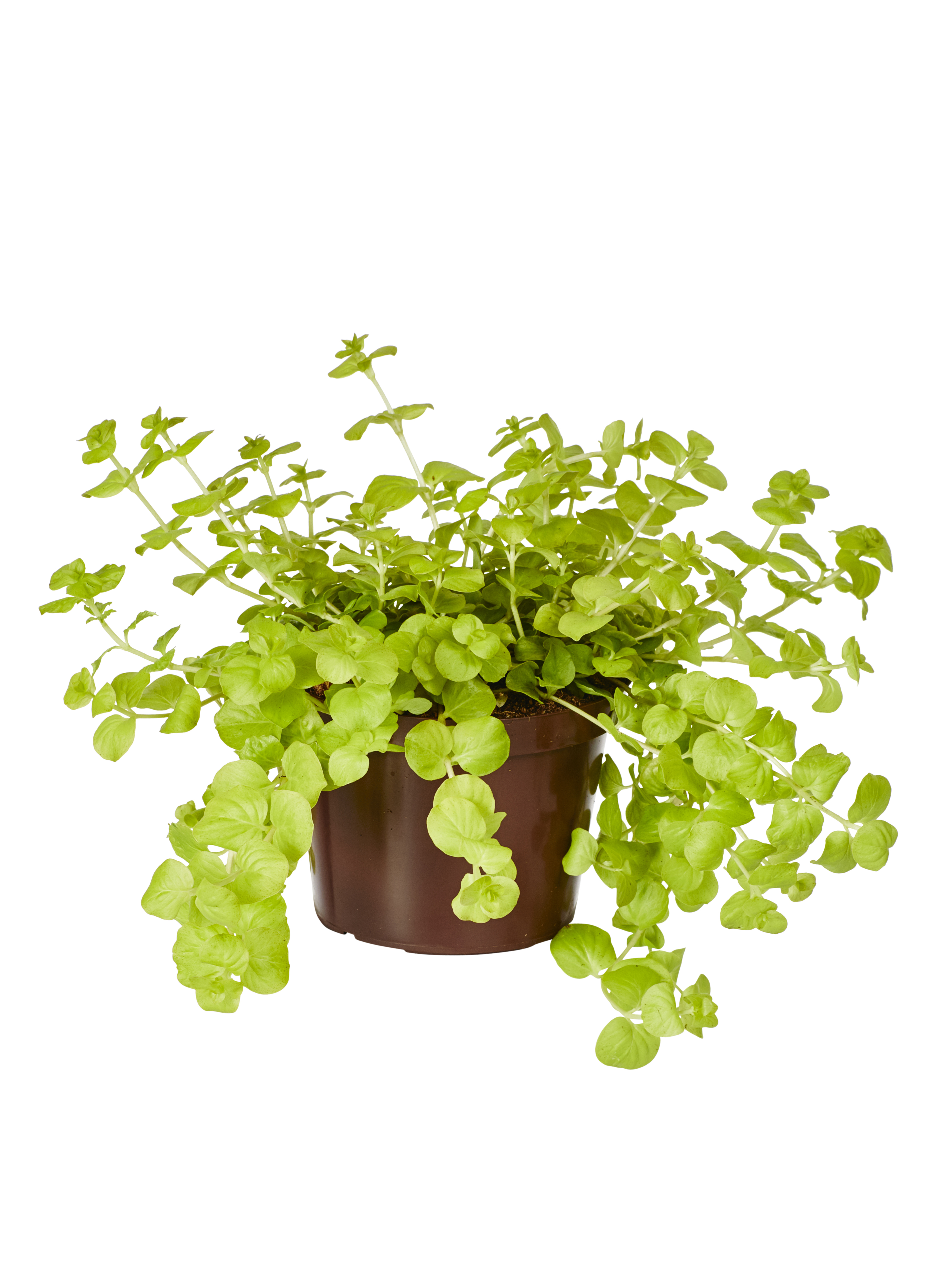 Penningblad 'Goldilocks'