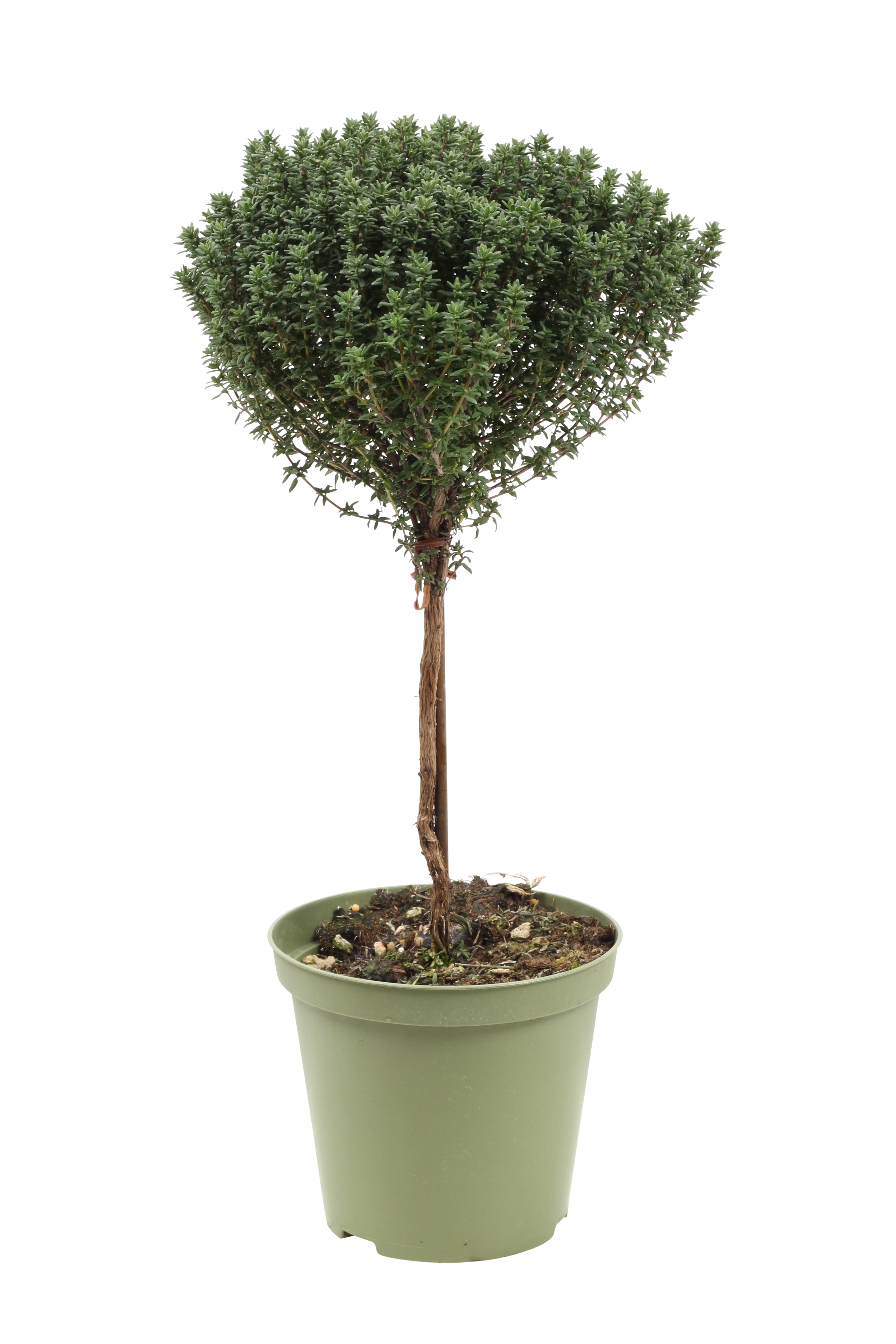 Kryddtimjan på stam