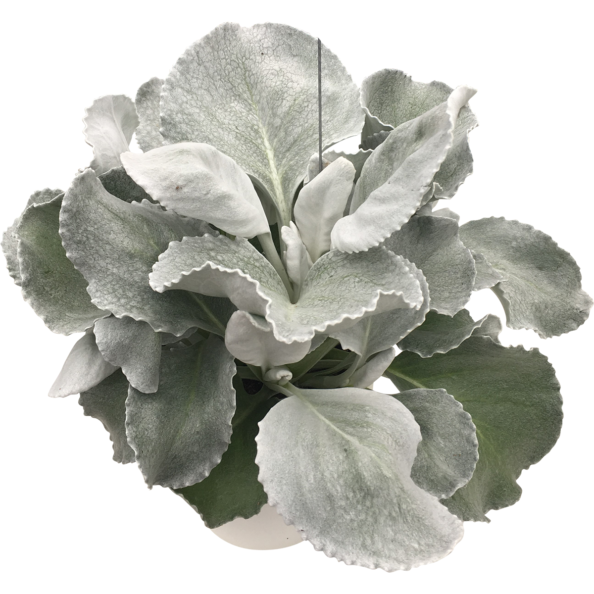 Senecio candicans 'Angel Wings'