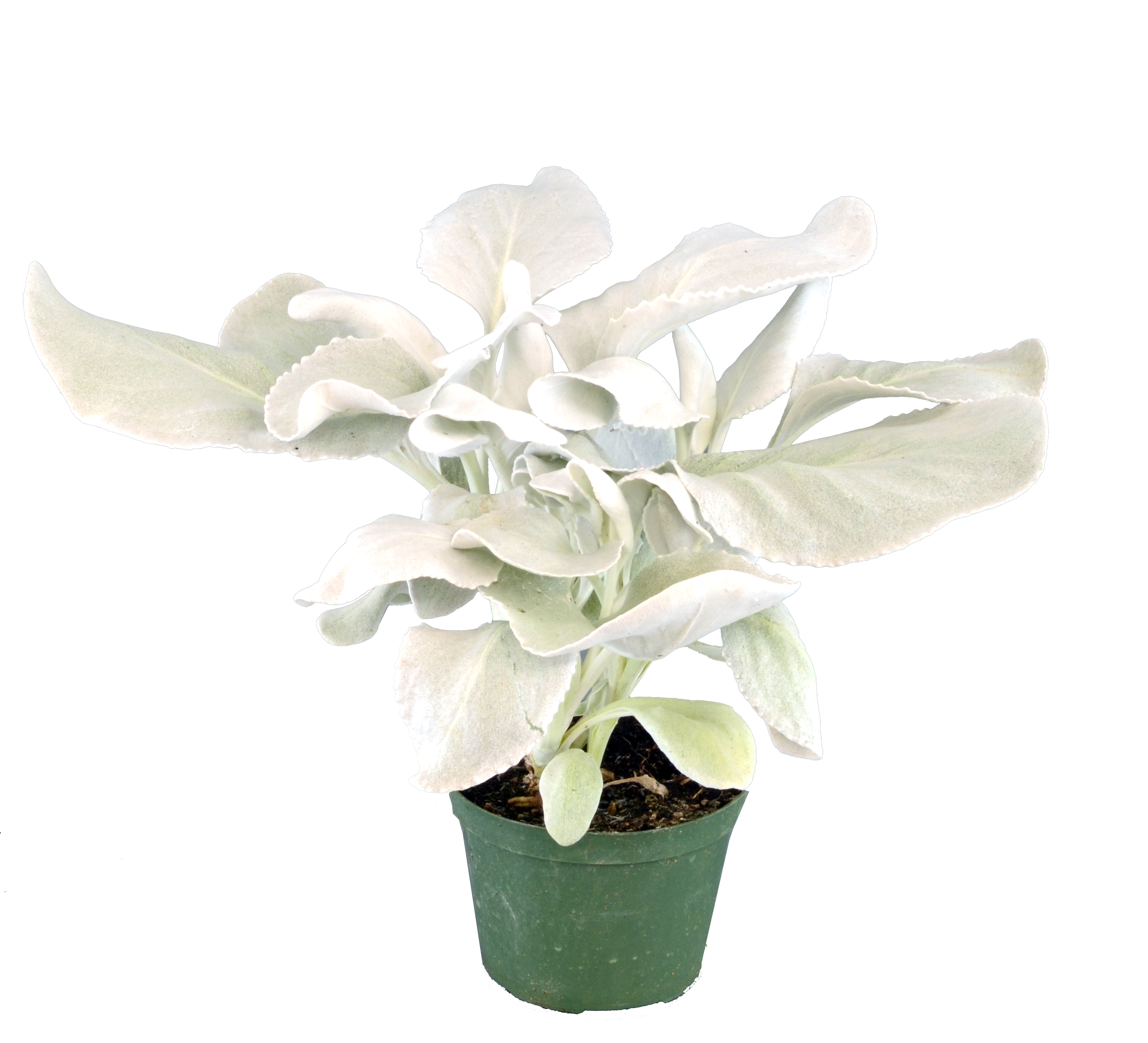 Senecio candicans 'Angel Wings'