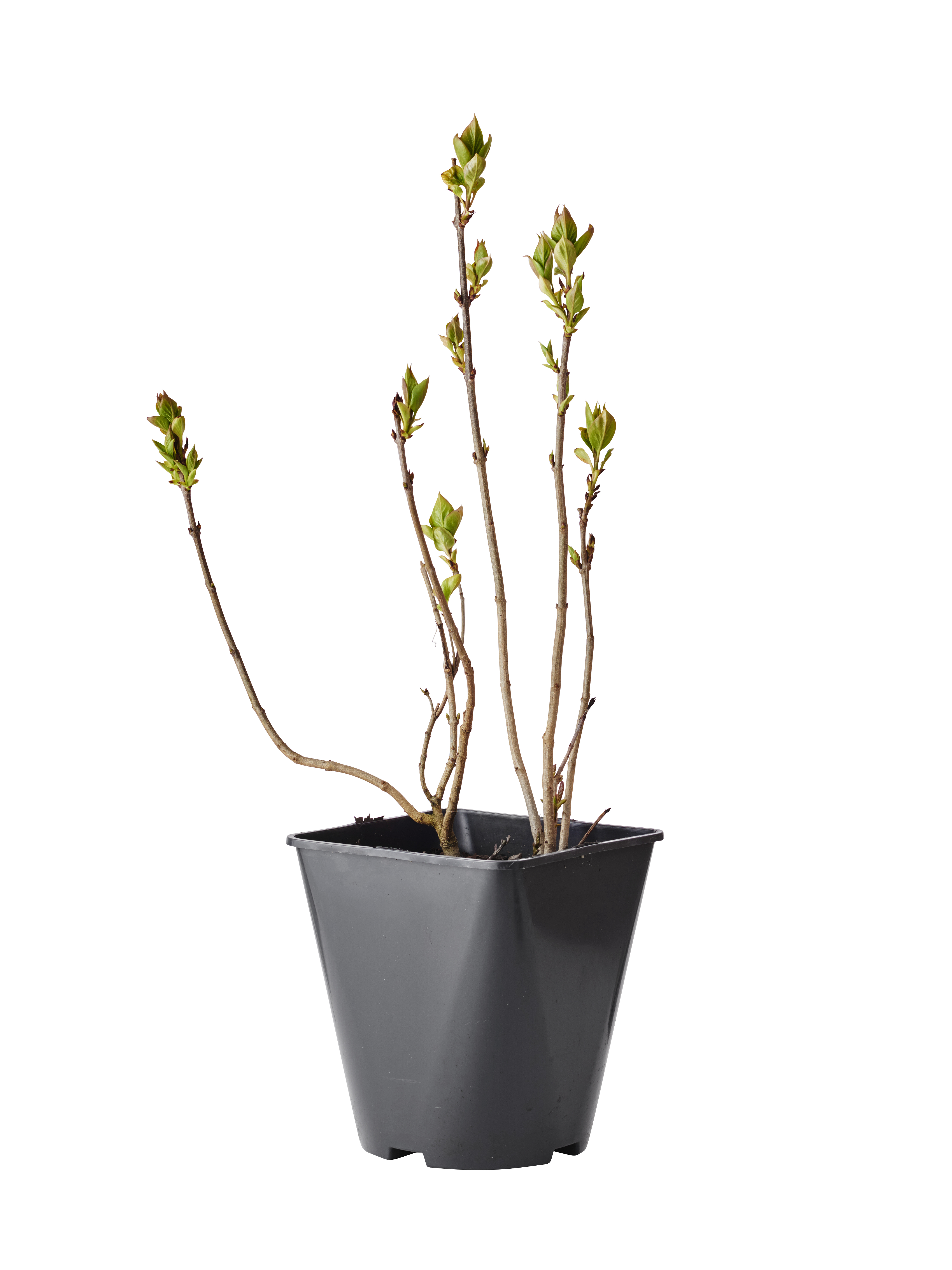 Syringa vulgaris f. alba 4,5L