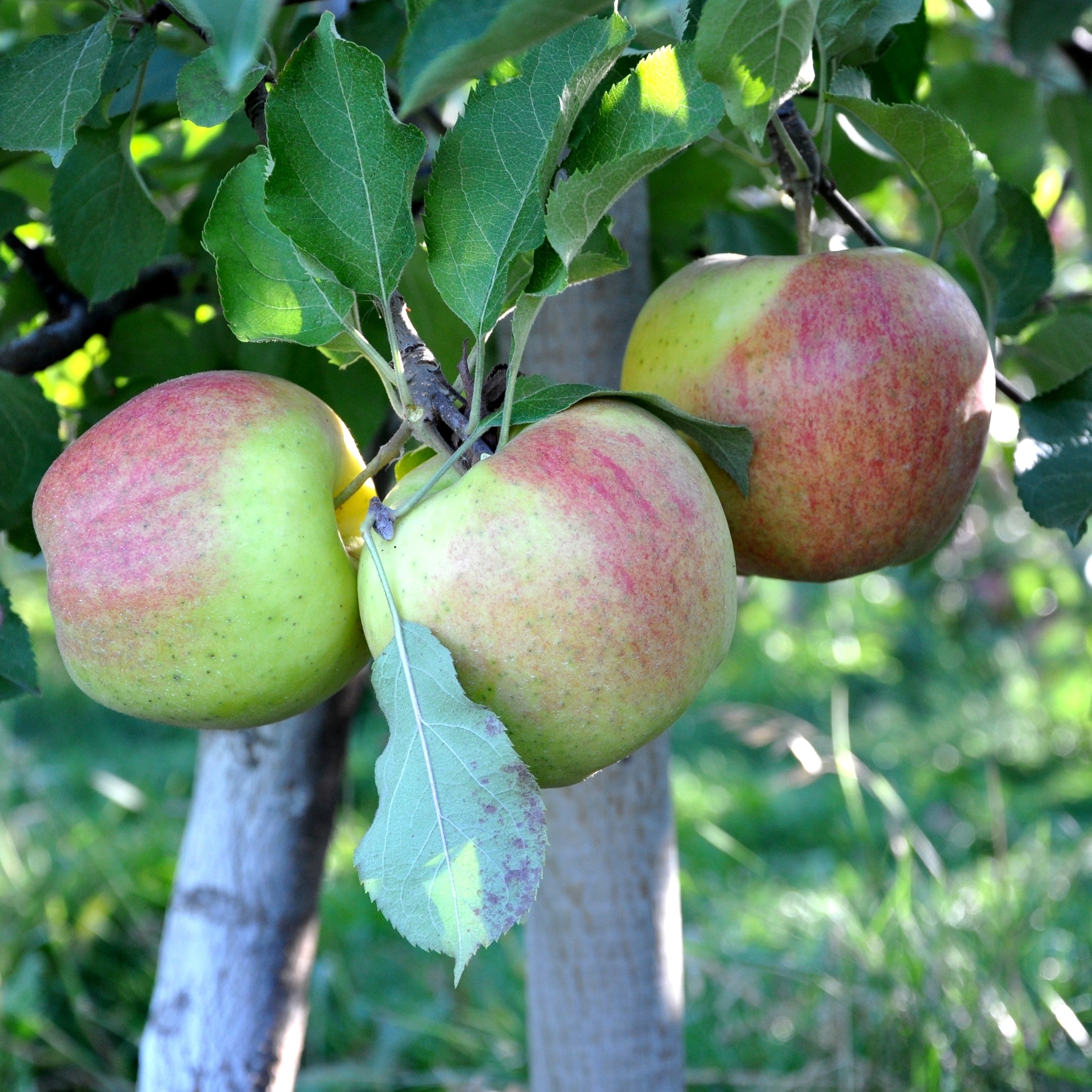 Malus domestica 'Filippa ' E A2 12L