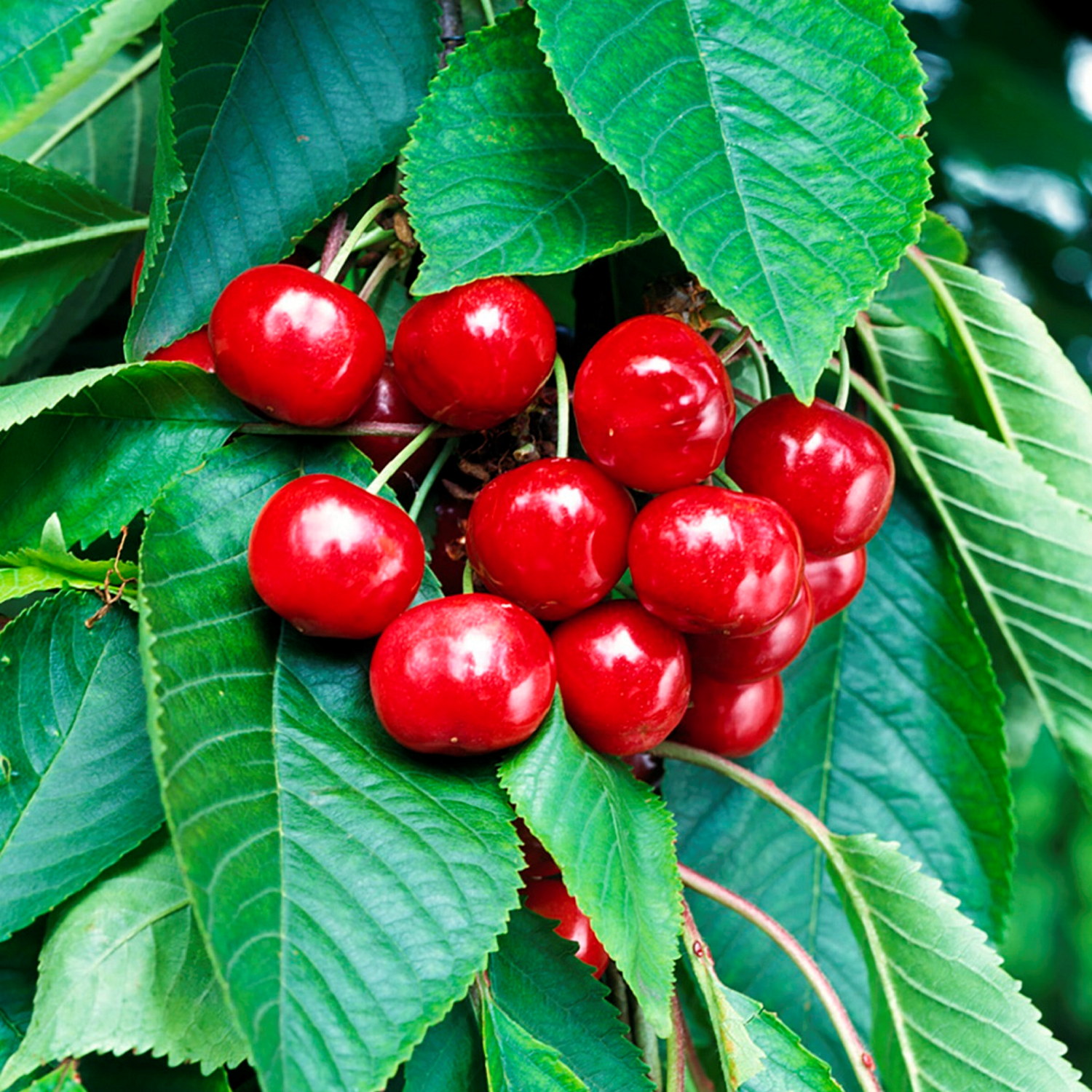 Sötkörsbär 'Stella' P.Colt