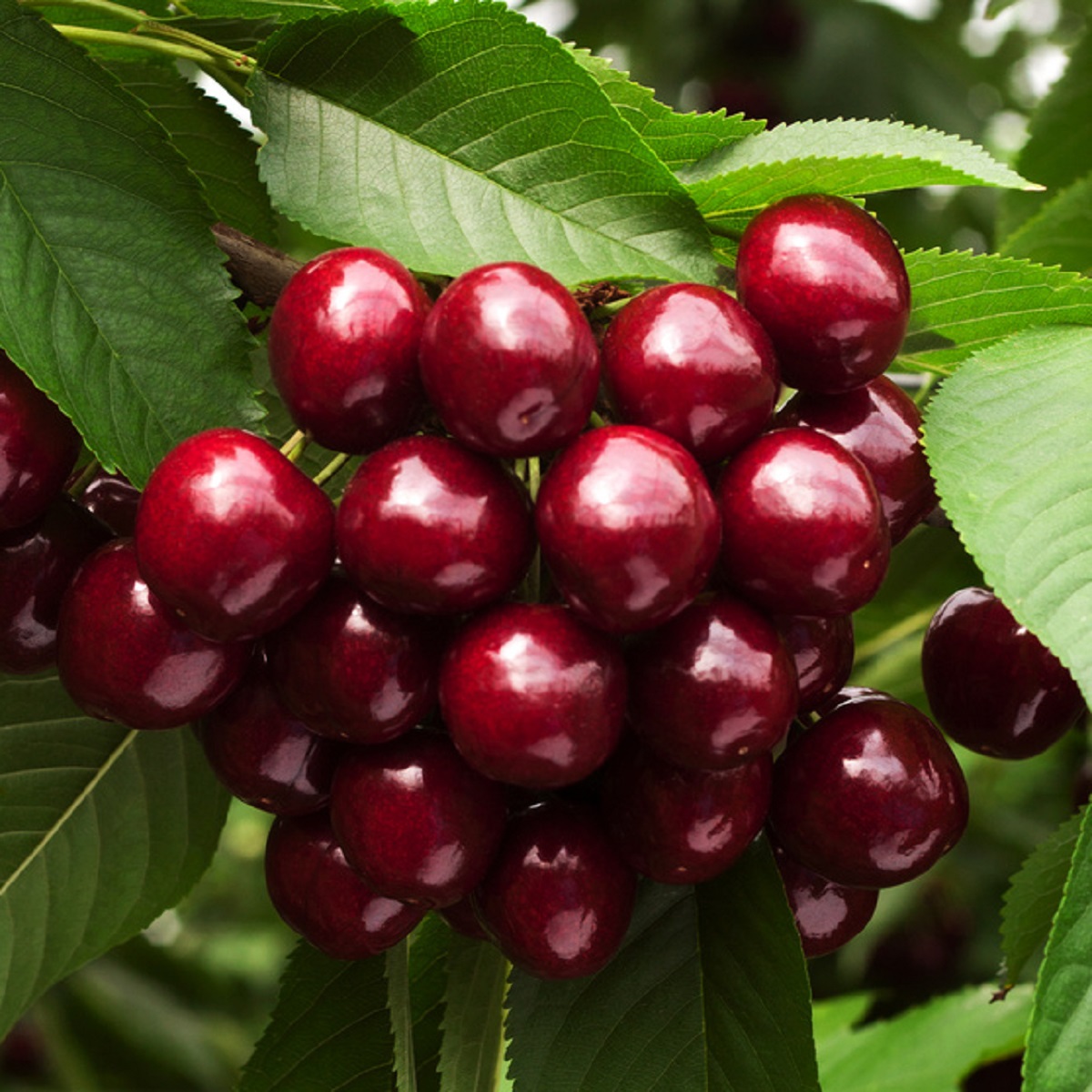 Prunus avium 'Lapins' E 12L