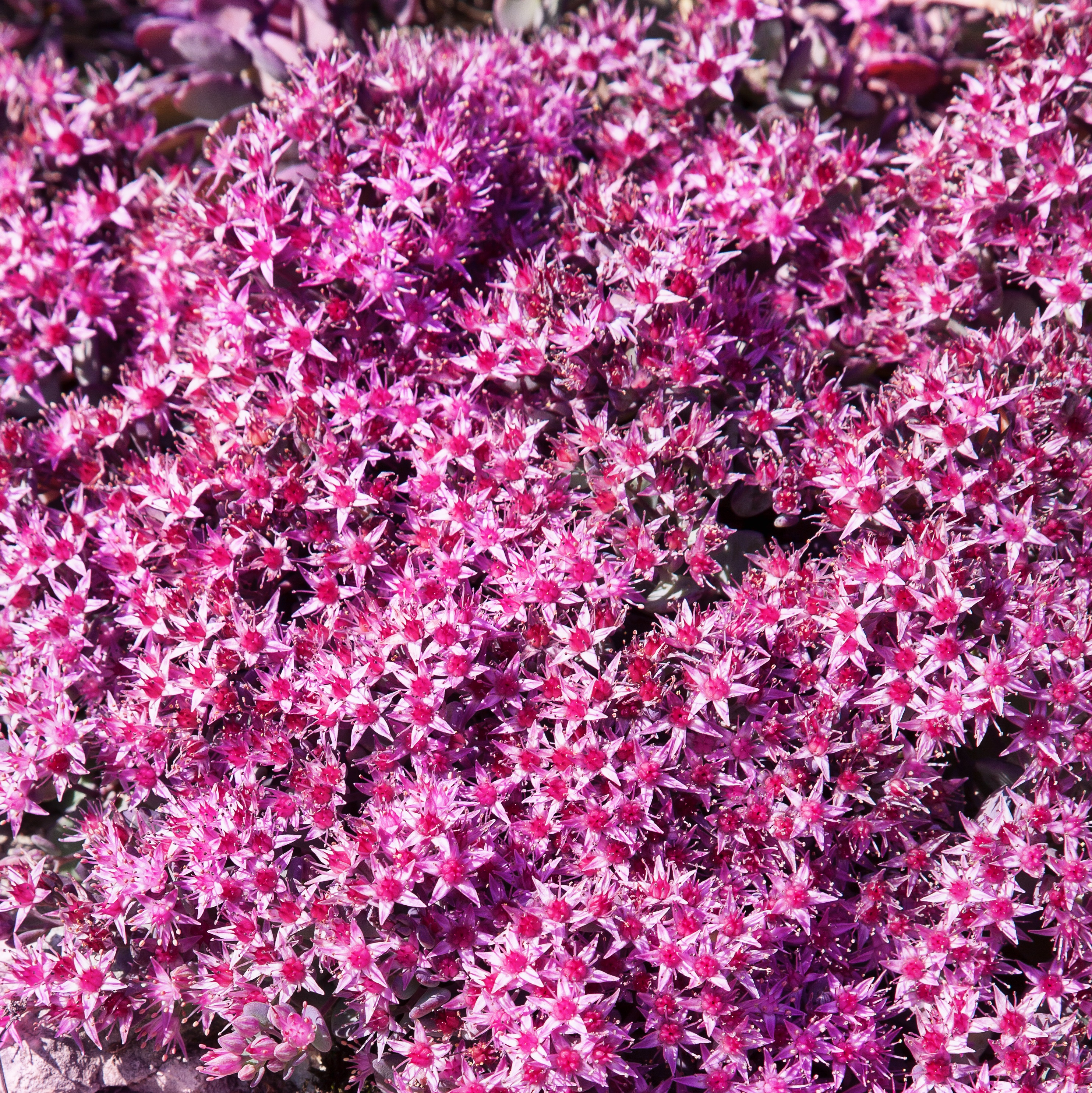 Japansk kärleksört