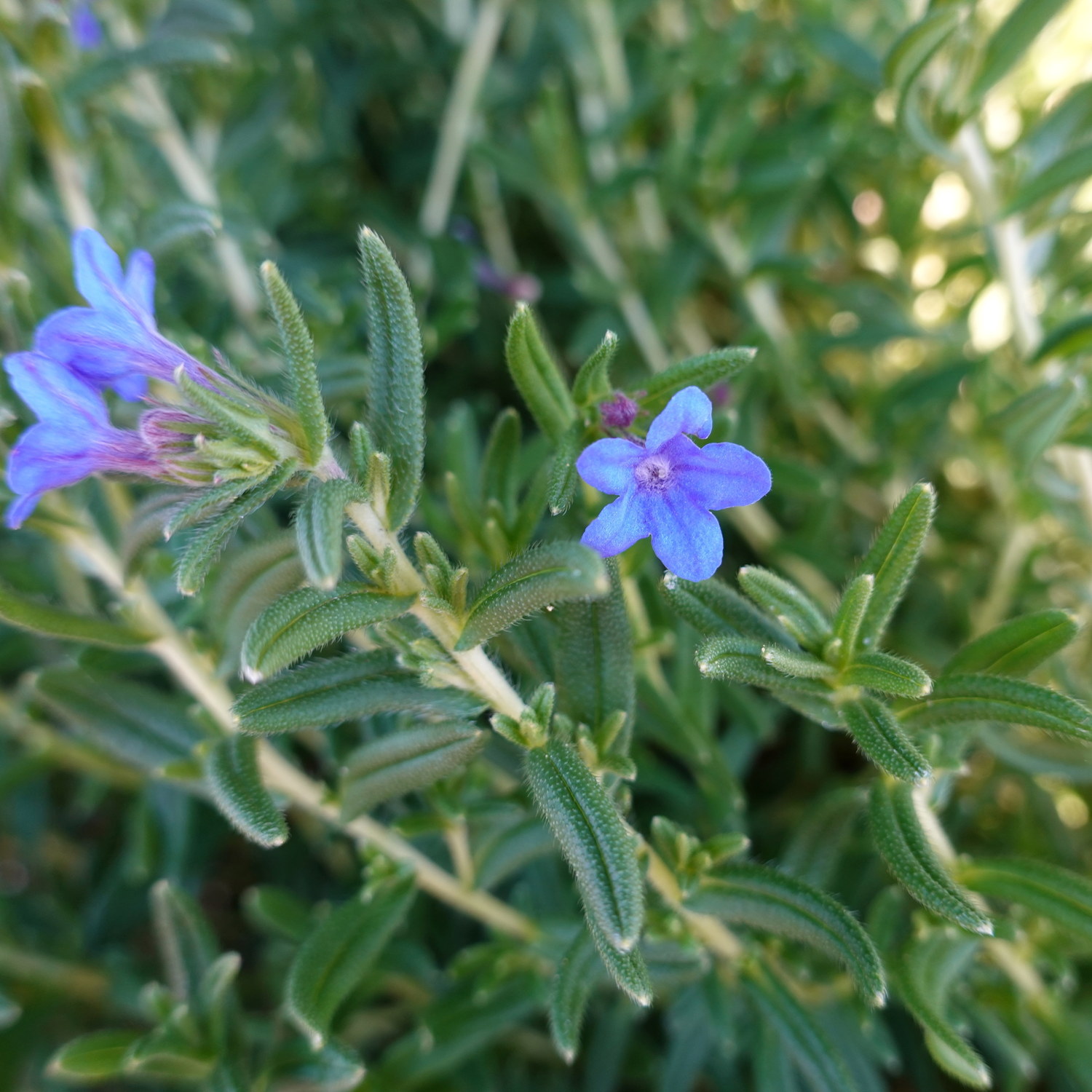 Bergstenfrö 'Heavenly Blue'