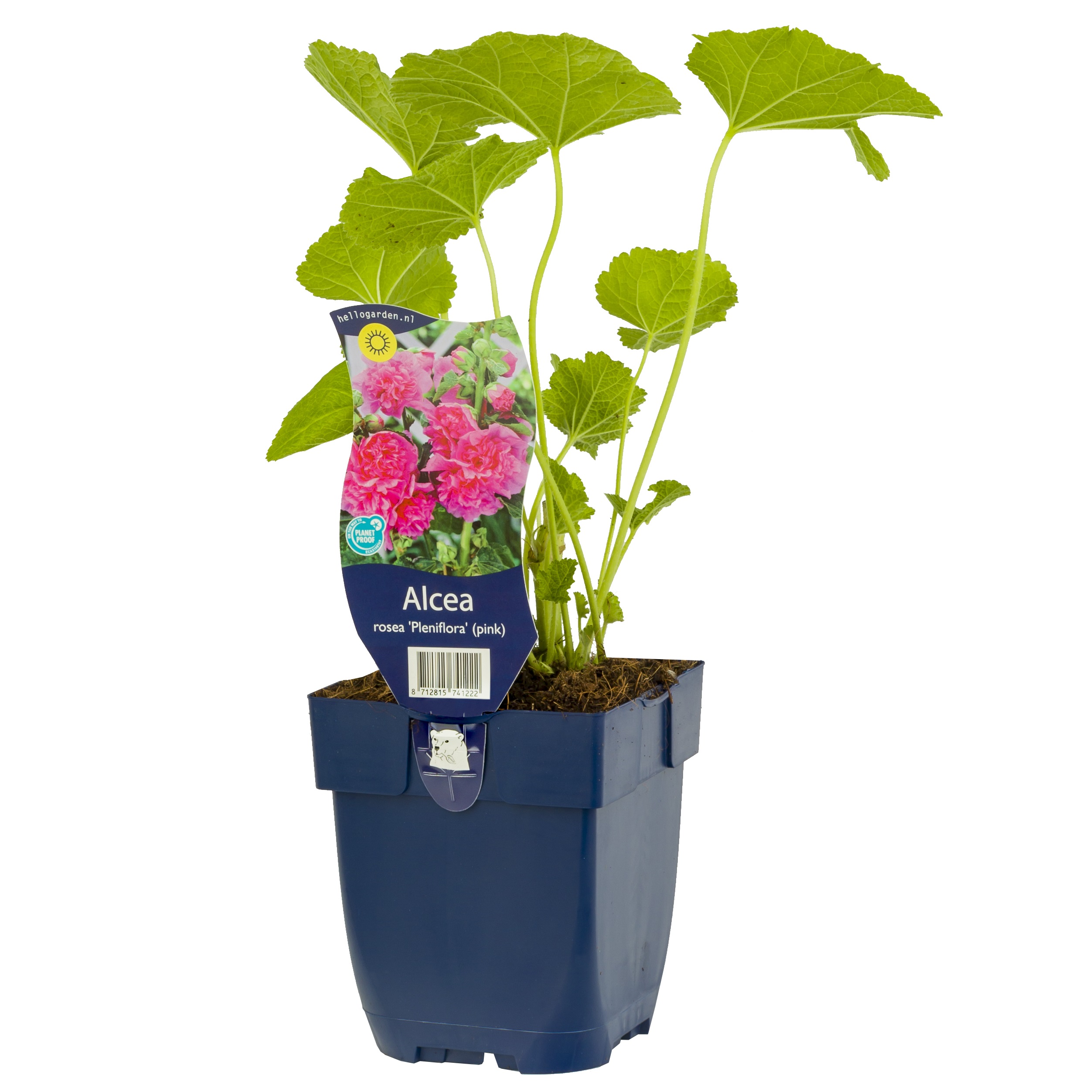 Stockros 'Pleniflora' (rosa)