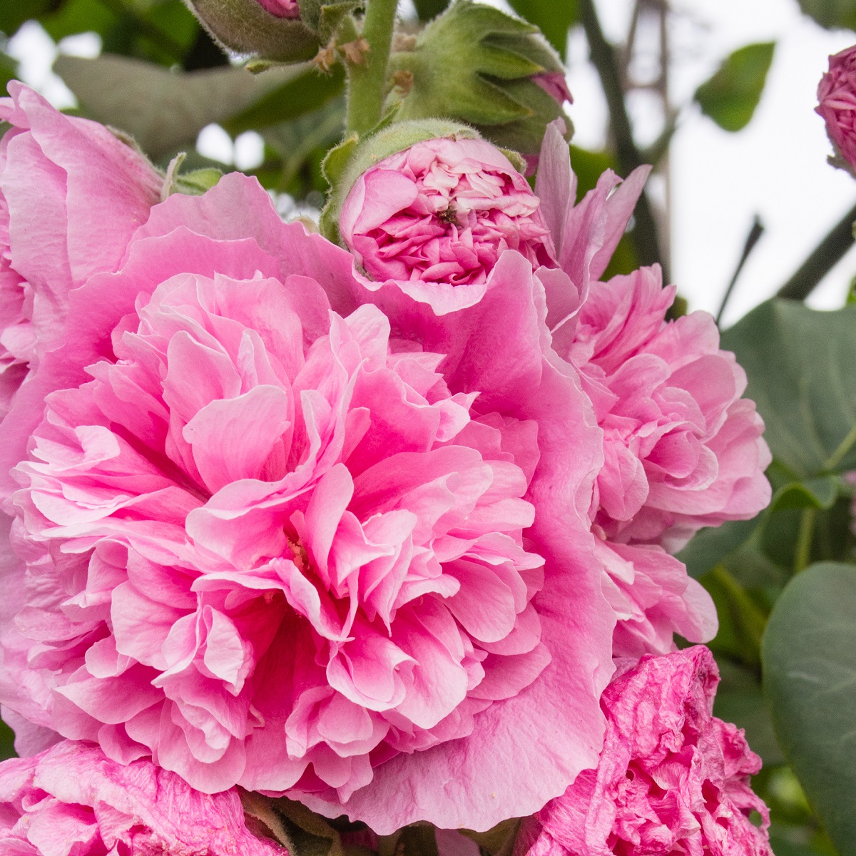 Stockros 'Pleniflora' (rosa)