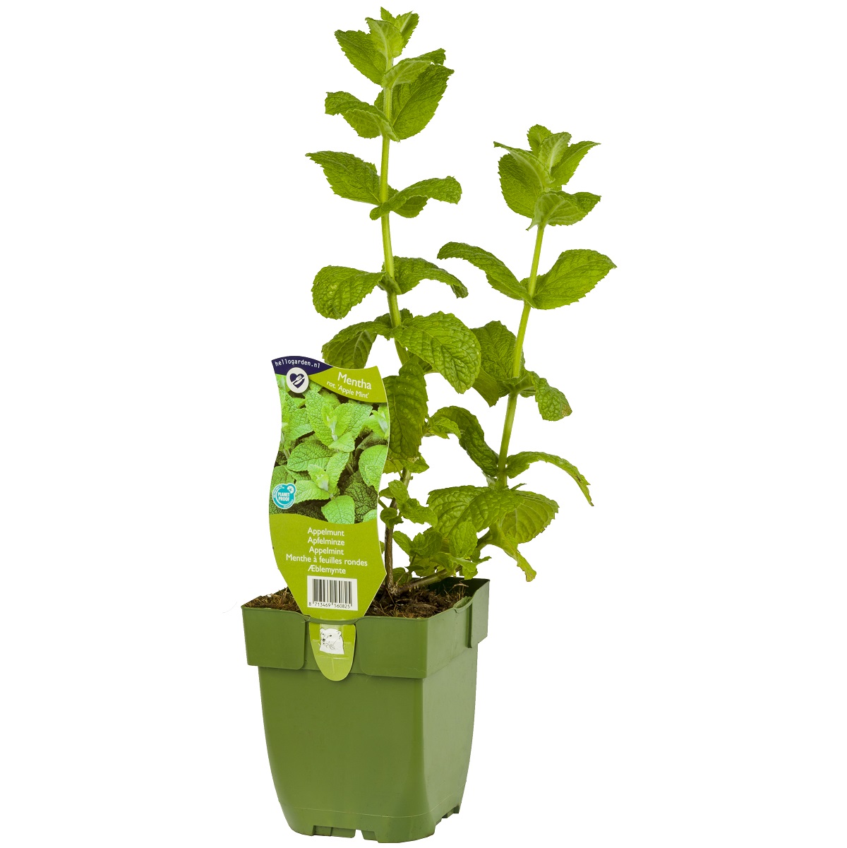 Mentha rotundifolia 'Apple Mint'