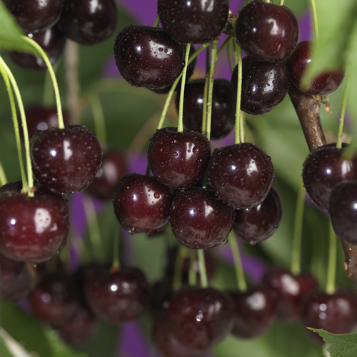 Prunus cerasus 'Athos' 10L