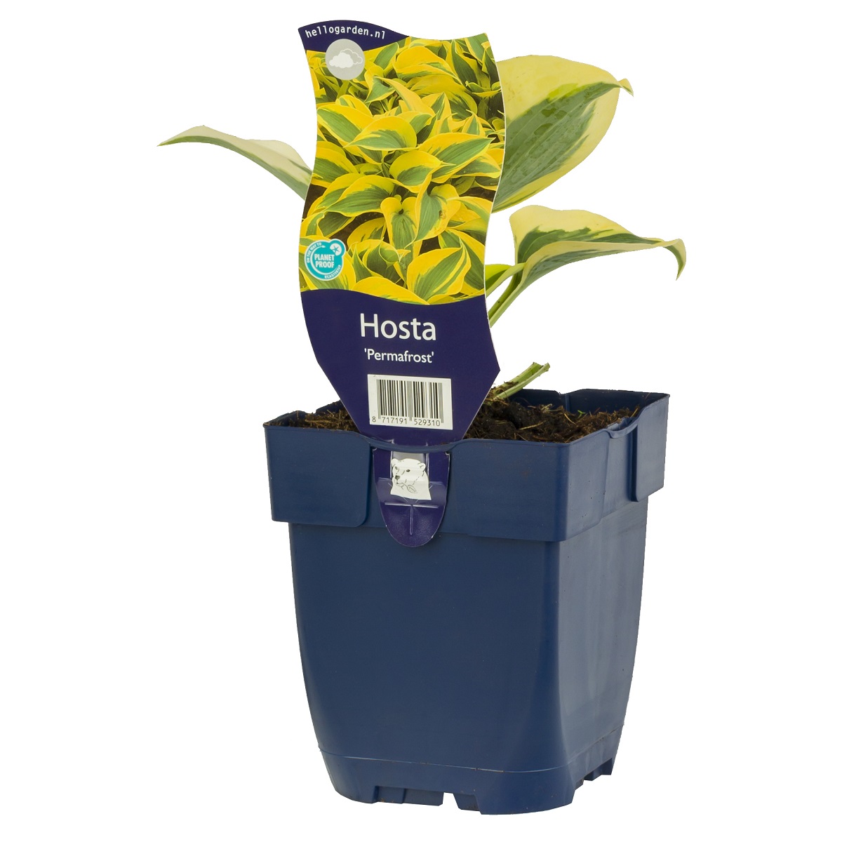 Trädgårdsfunkia 'Permafrost'