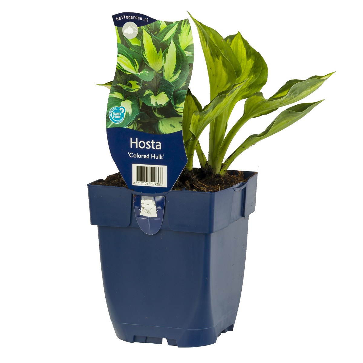Hosta 'Colored Hulk'