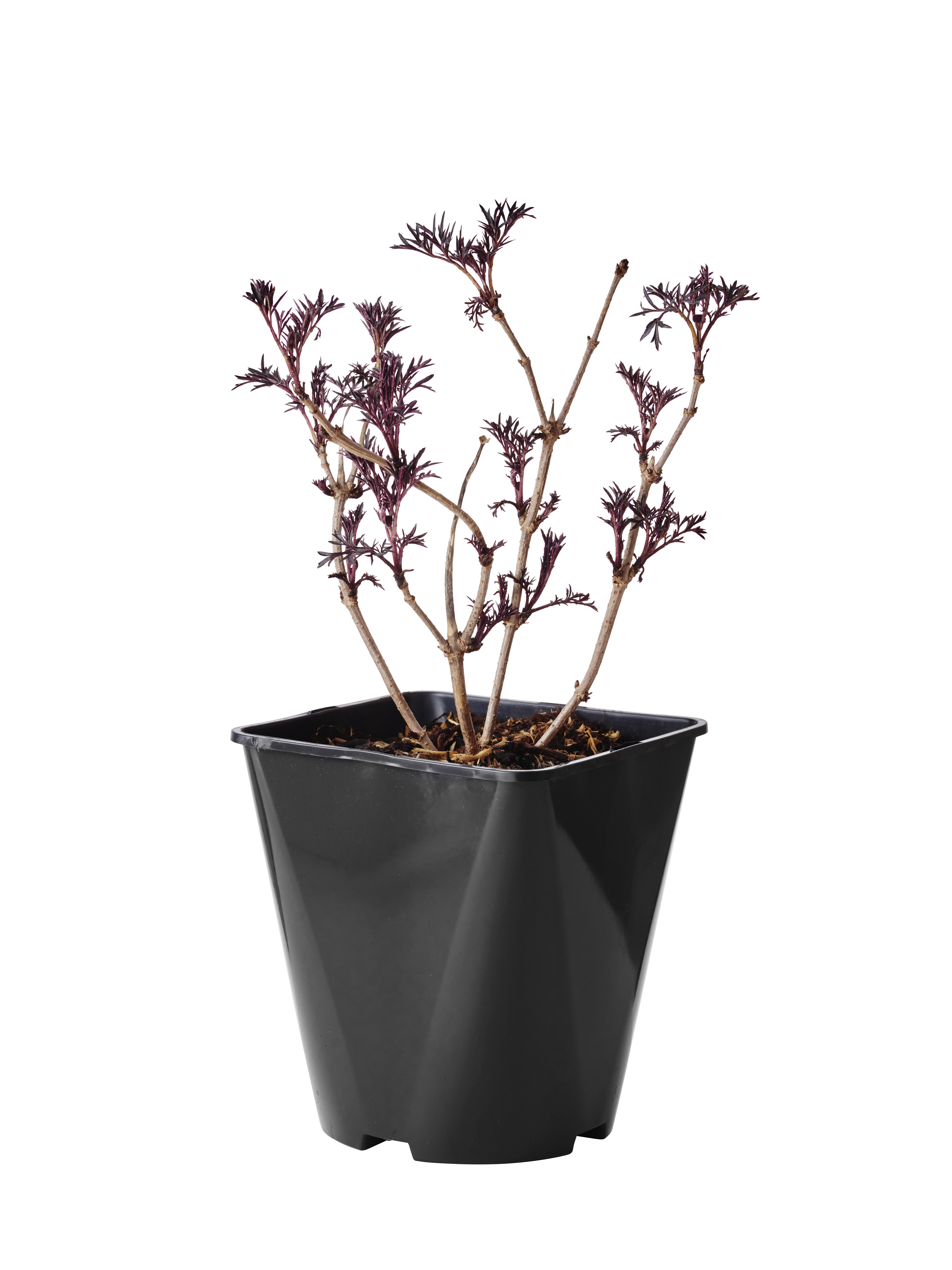 Svarthyll 'Black lace'