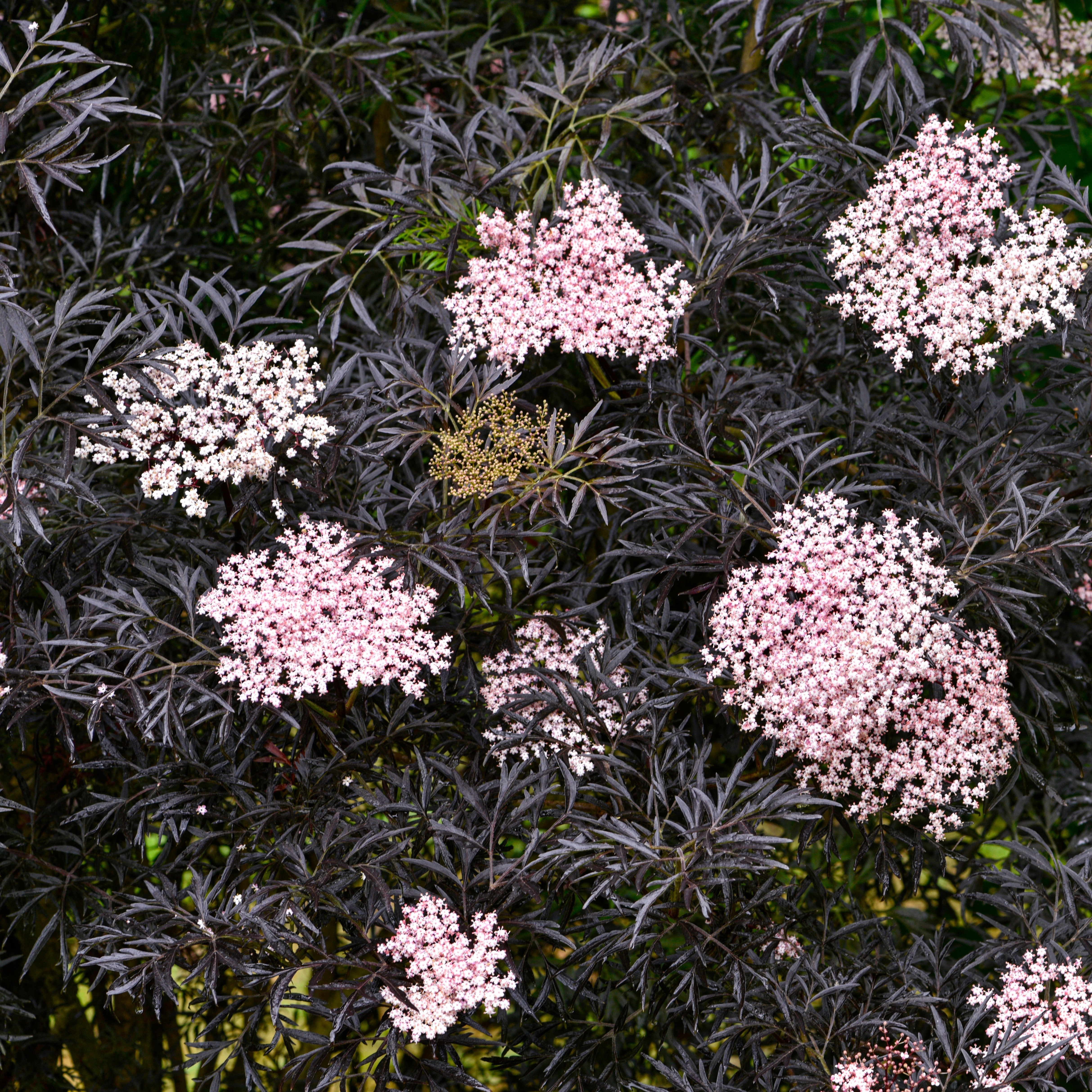 Svarthyll 'Black lace'