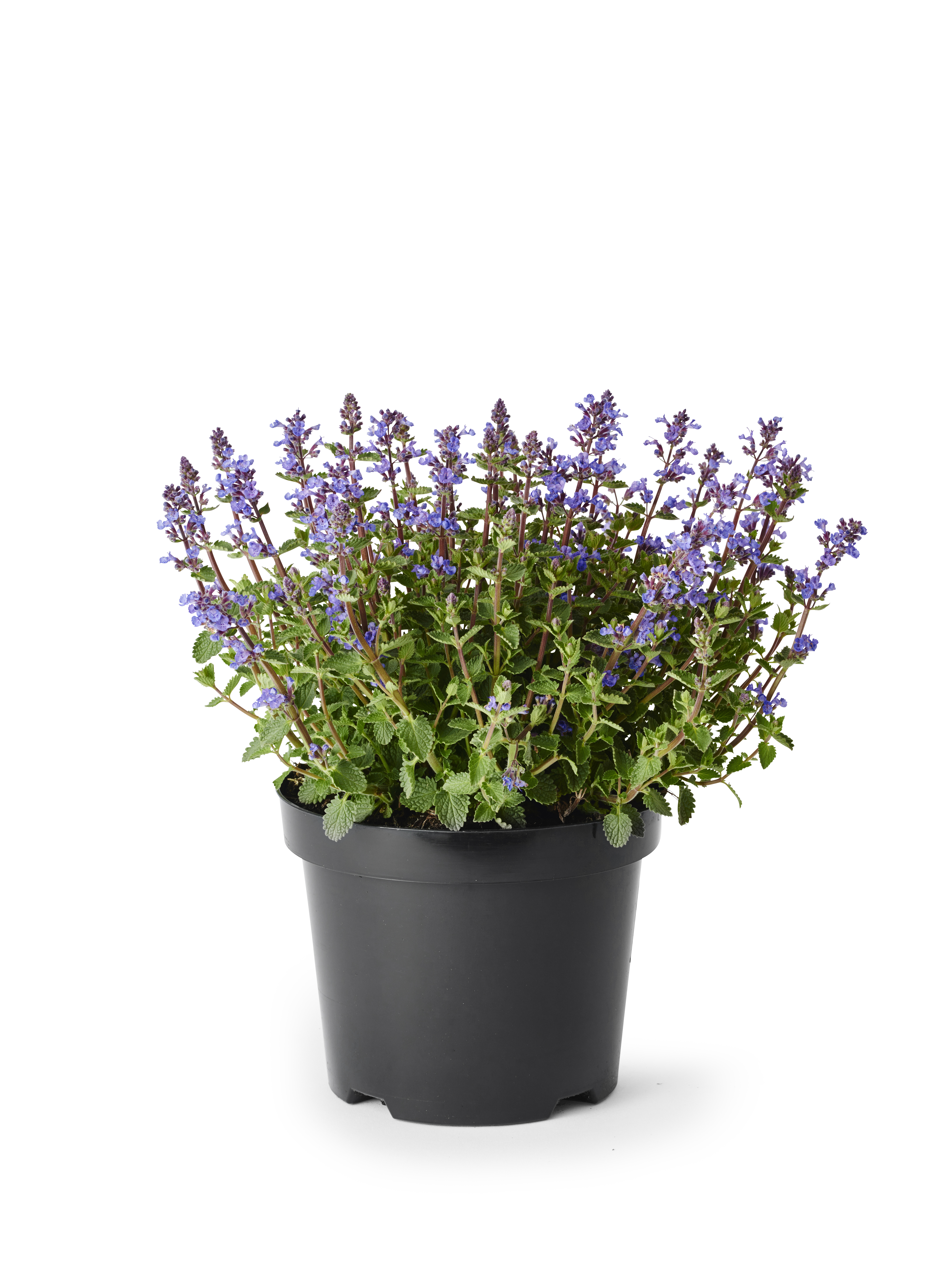 Nepeta x faassenii 'Purrsian Blue' 19cm