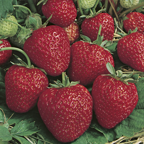 Jordbær 'Polka'