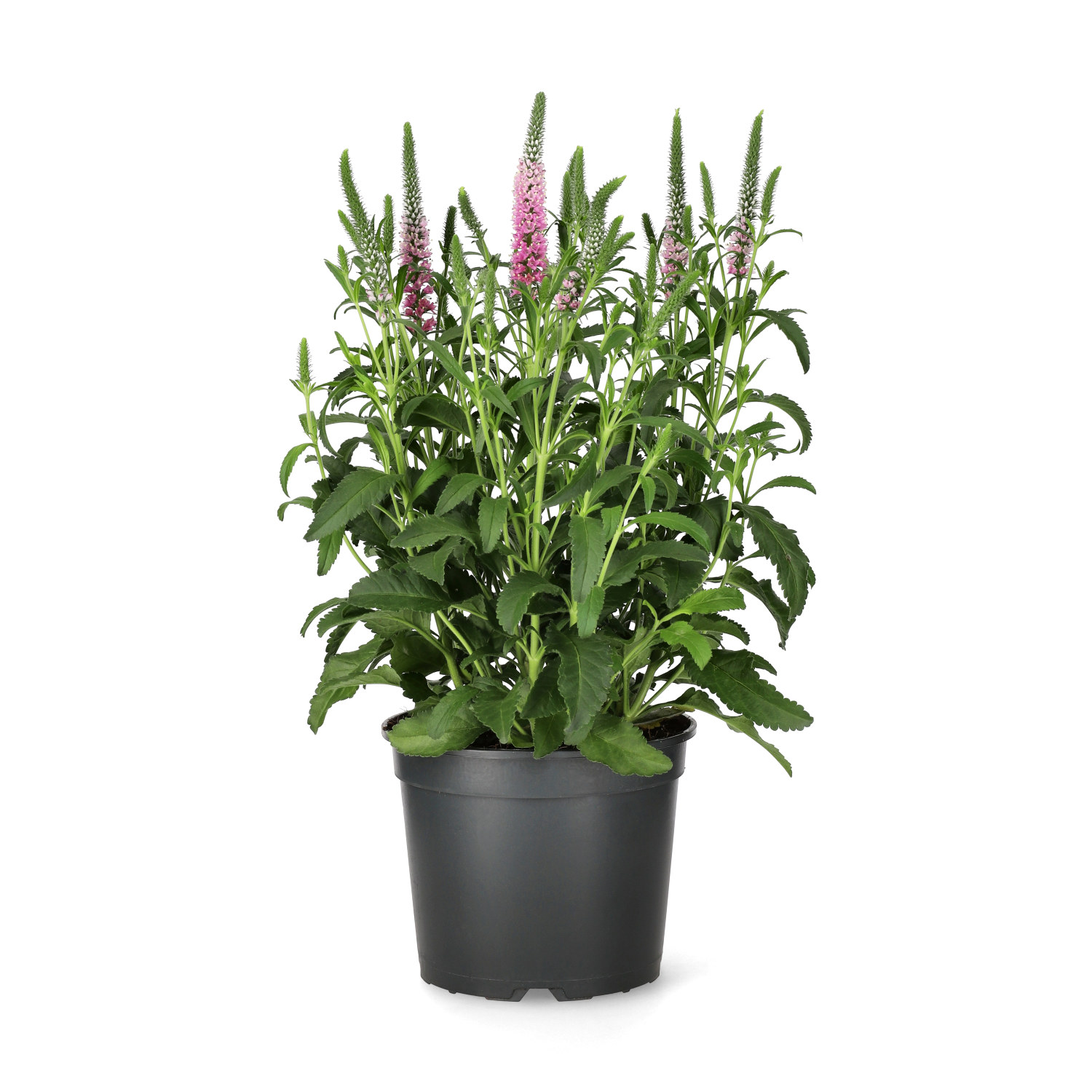 Axveronika ANNIVERSARY ROSE