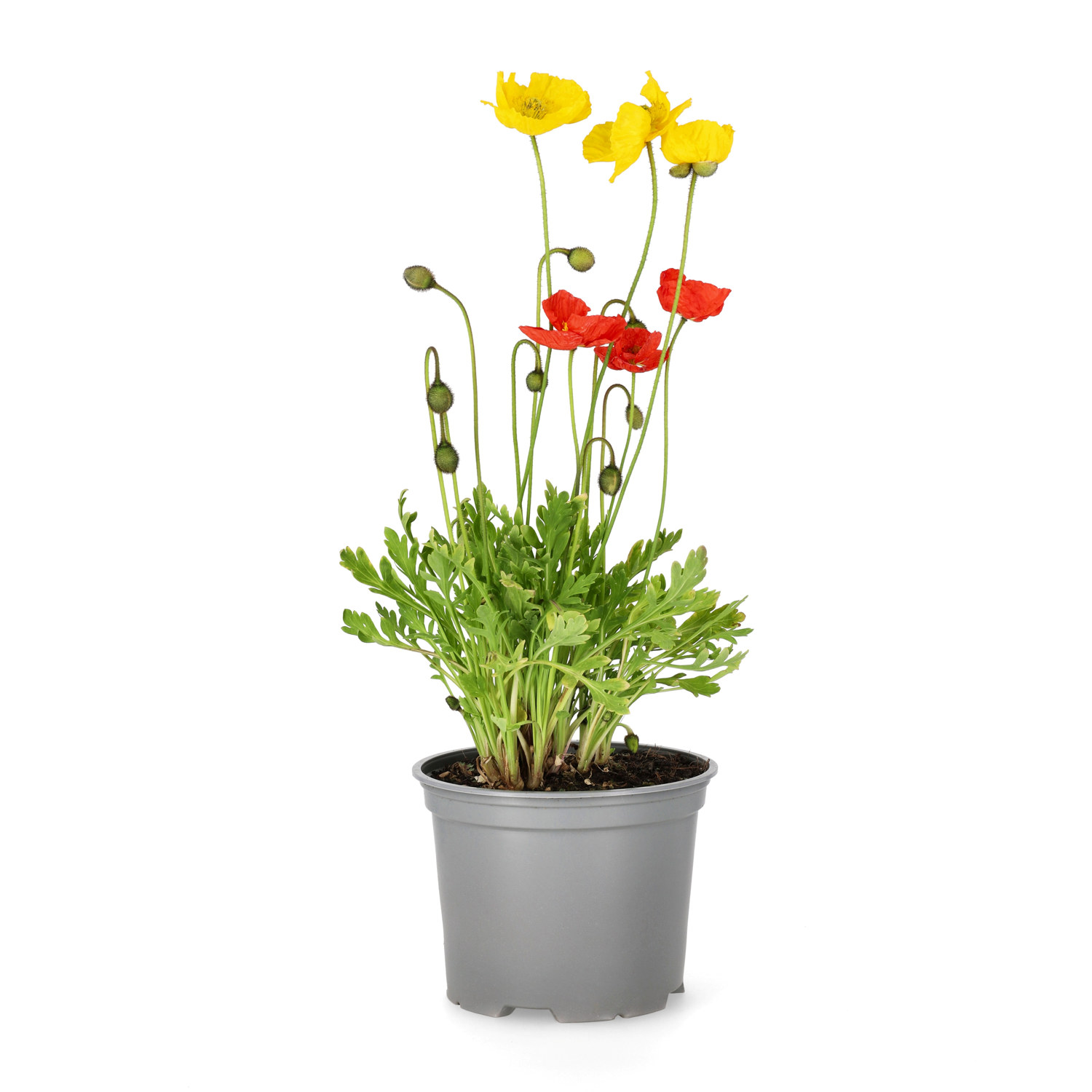 Papaver croceum 'Gartenzwerg' 17cm