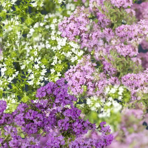 Krypande timjan, olika sorter