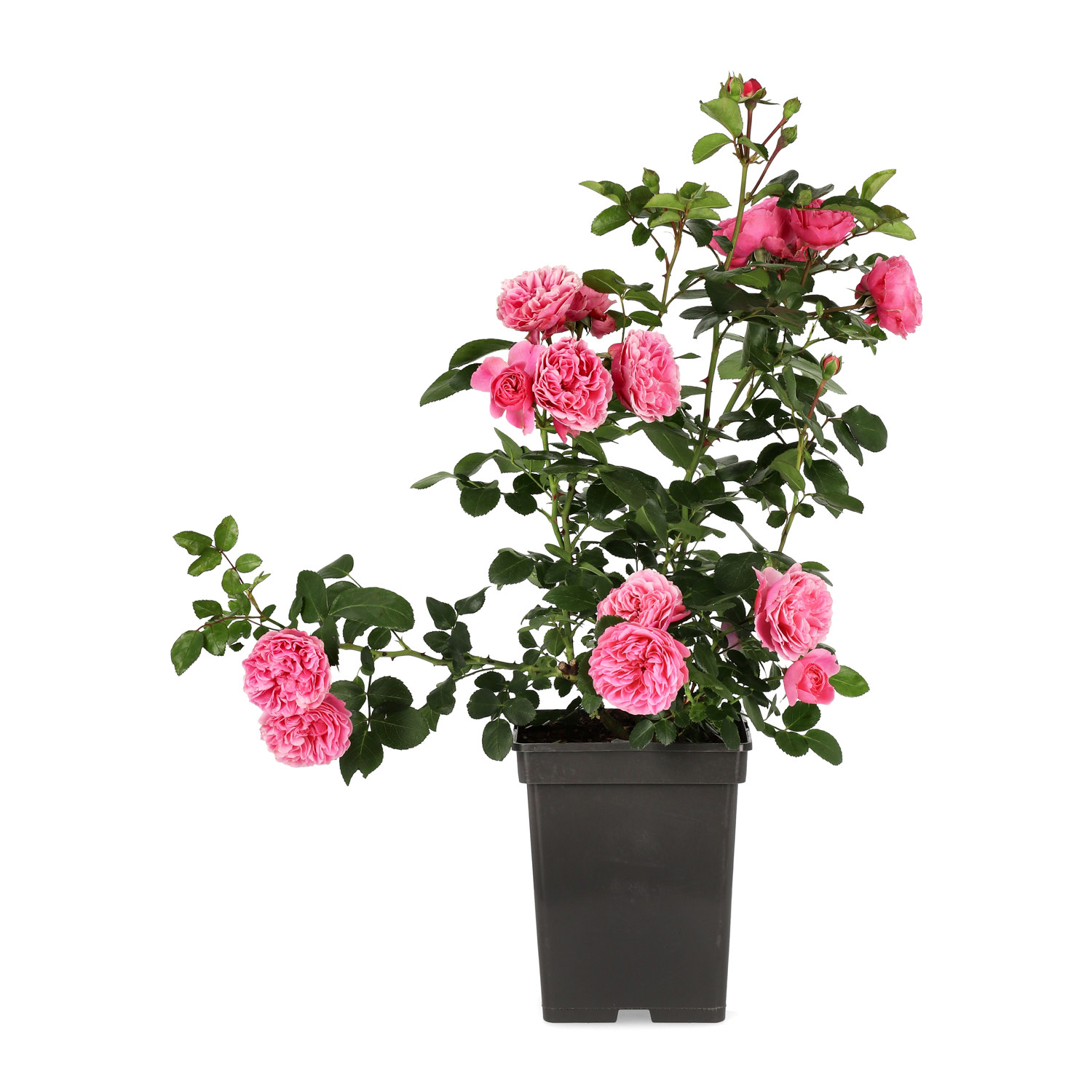 Klasblommig ros LEONARDO DA VINCI