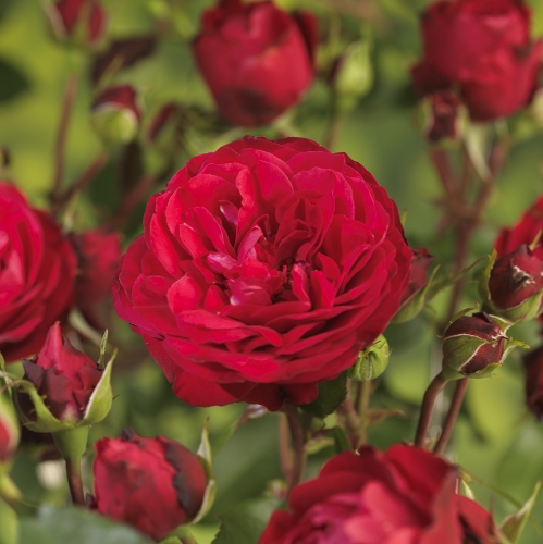 Terrassros RED MEILOVE