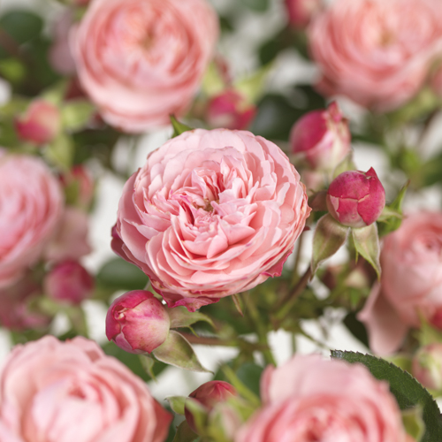 Terrasserose 'Meilove rosa'