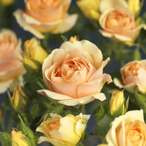 Klaserose 'Hansestadt Rostock'