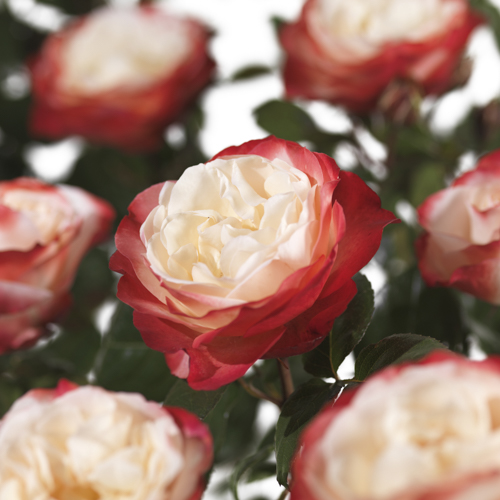 Rosa (Hybrid Tea Rose Group) NOSTALGIE 27cm